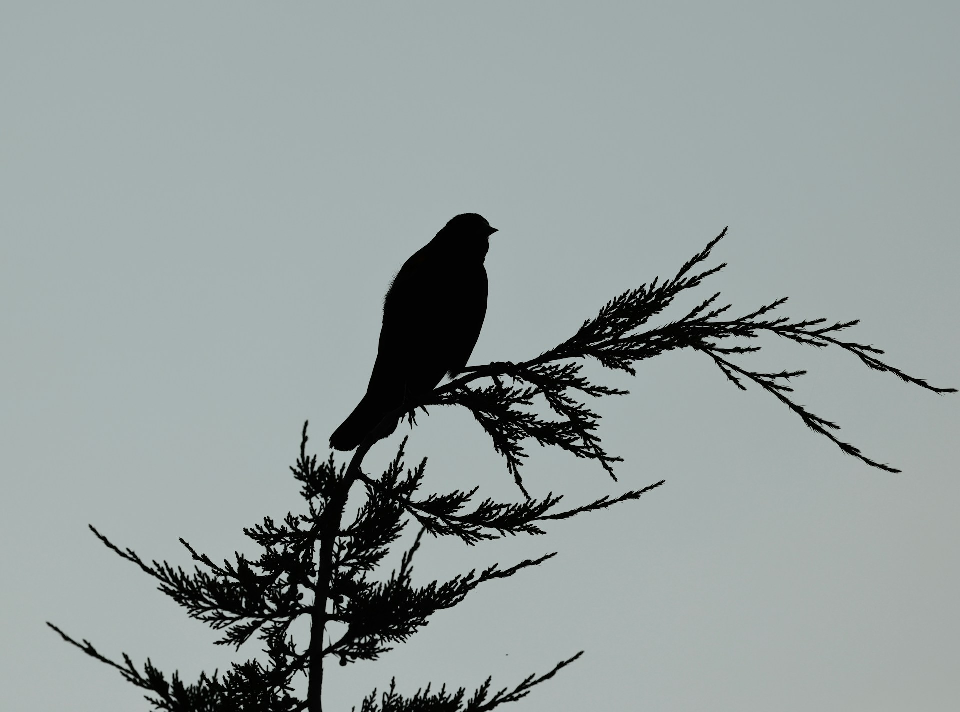 A silhouette of a bird perched on a branch.