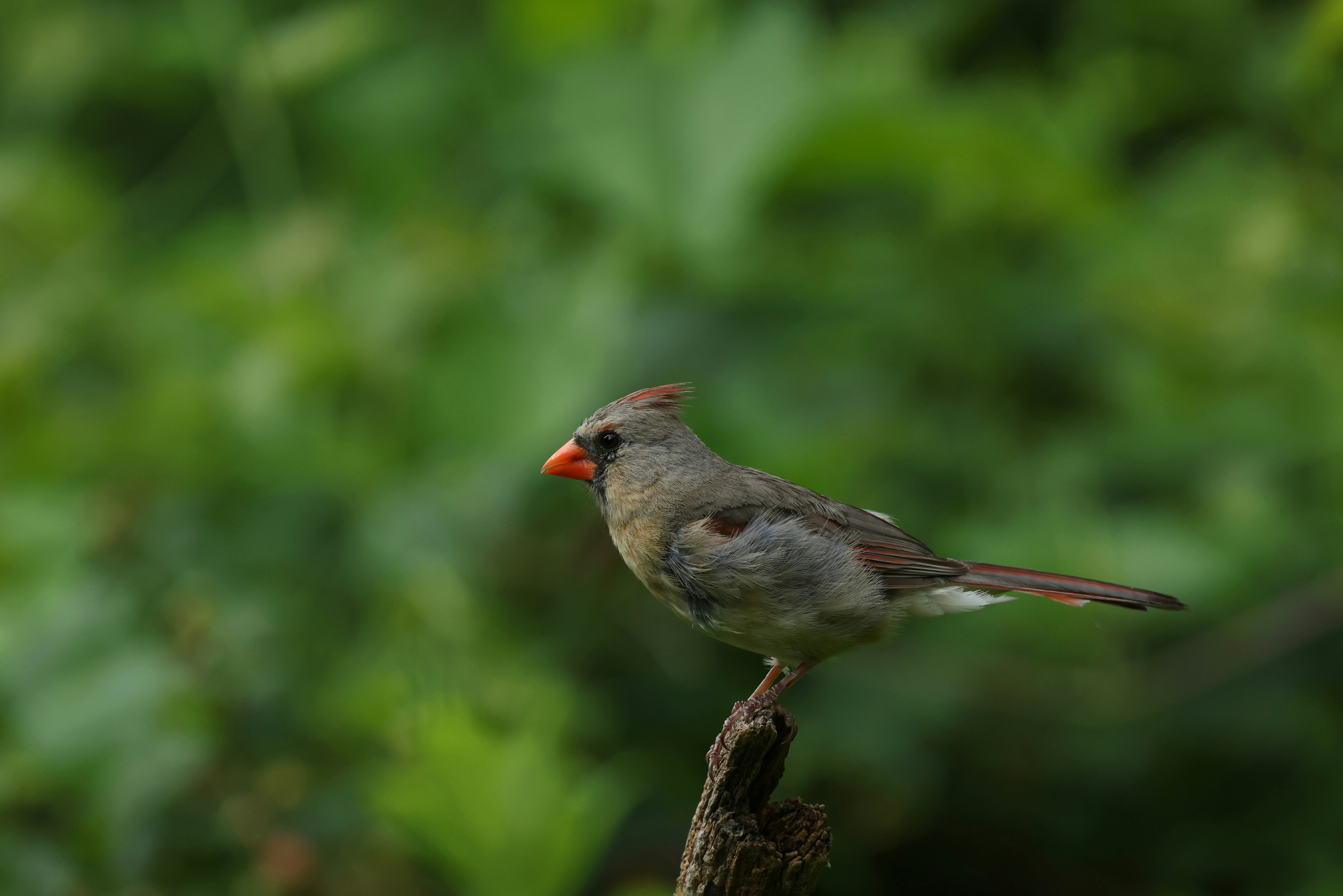 A female cardinal is perched on a branch. photo – Free Animal Image on ...