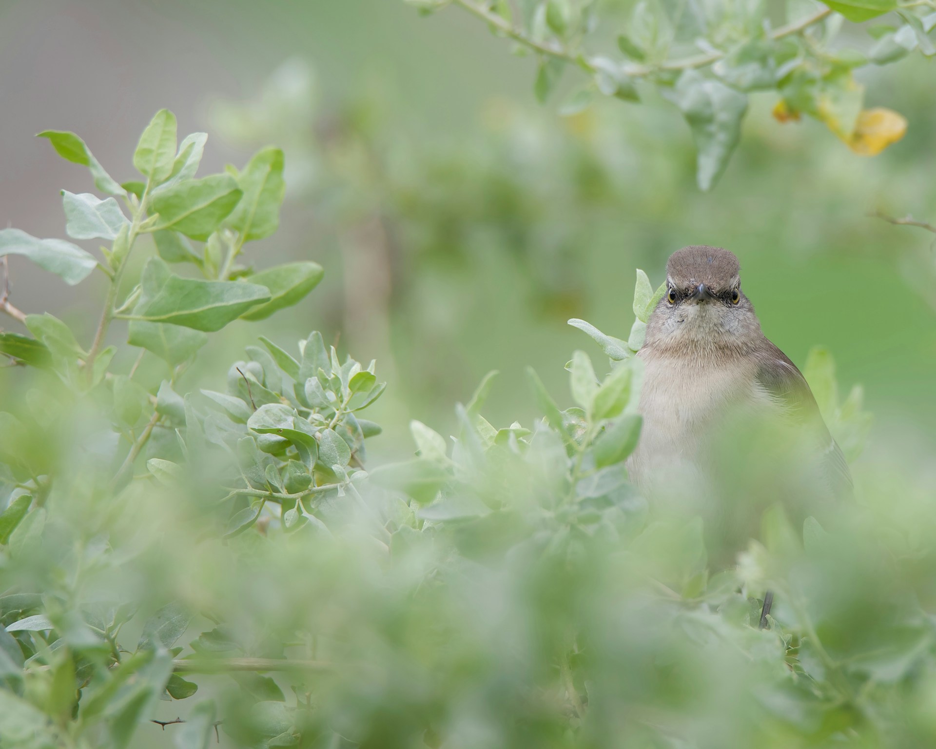 A bird hides amidst green foliage.