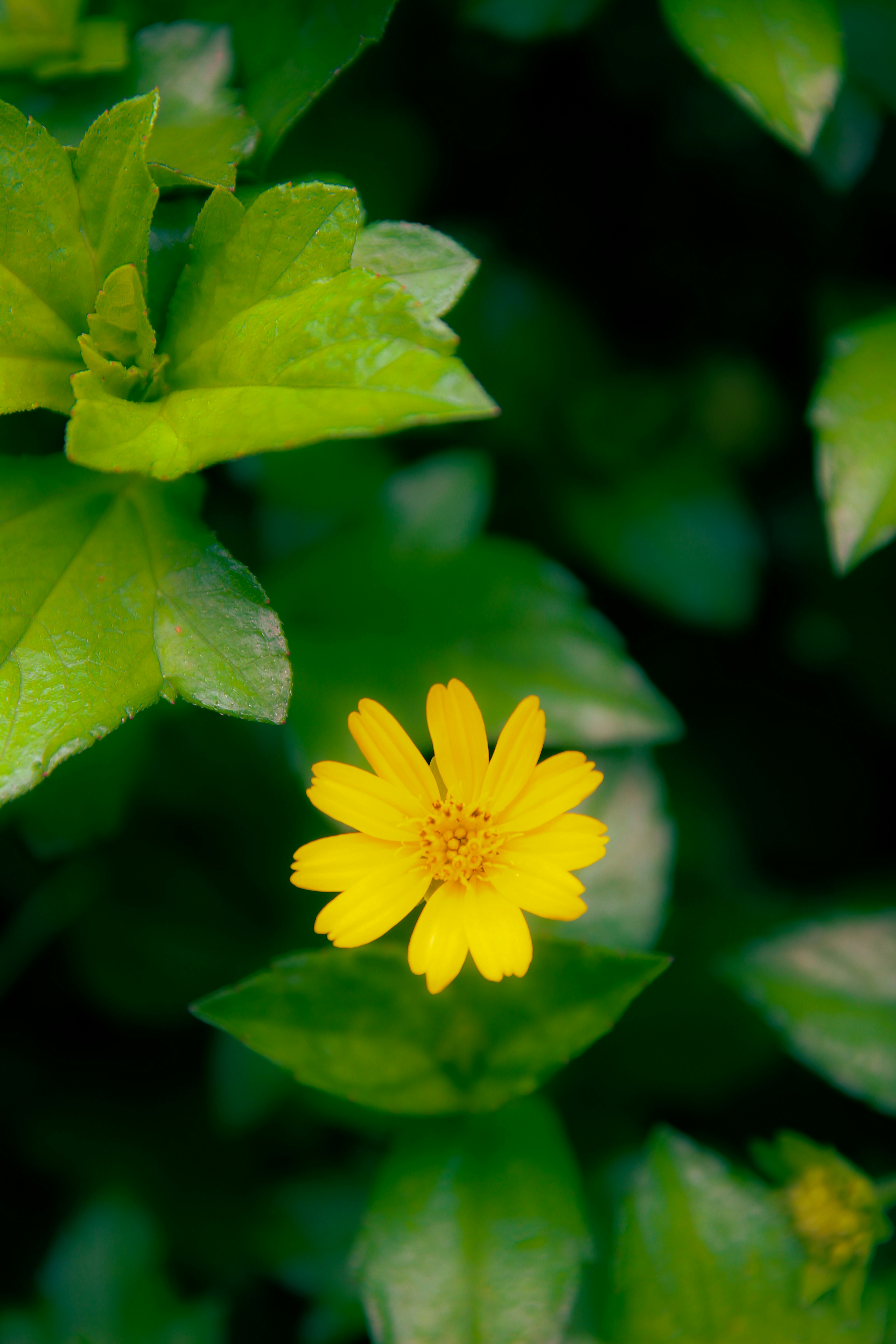 Photo by momonstar08