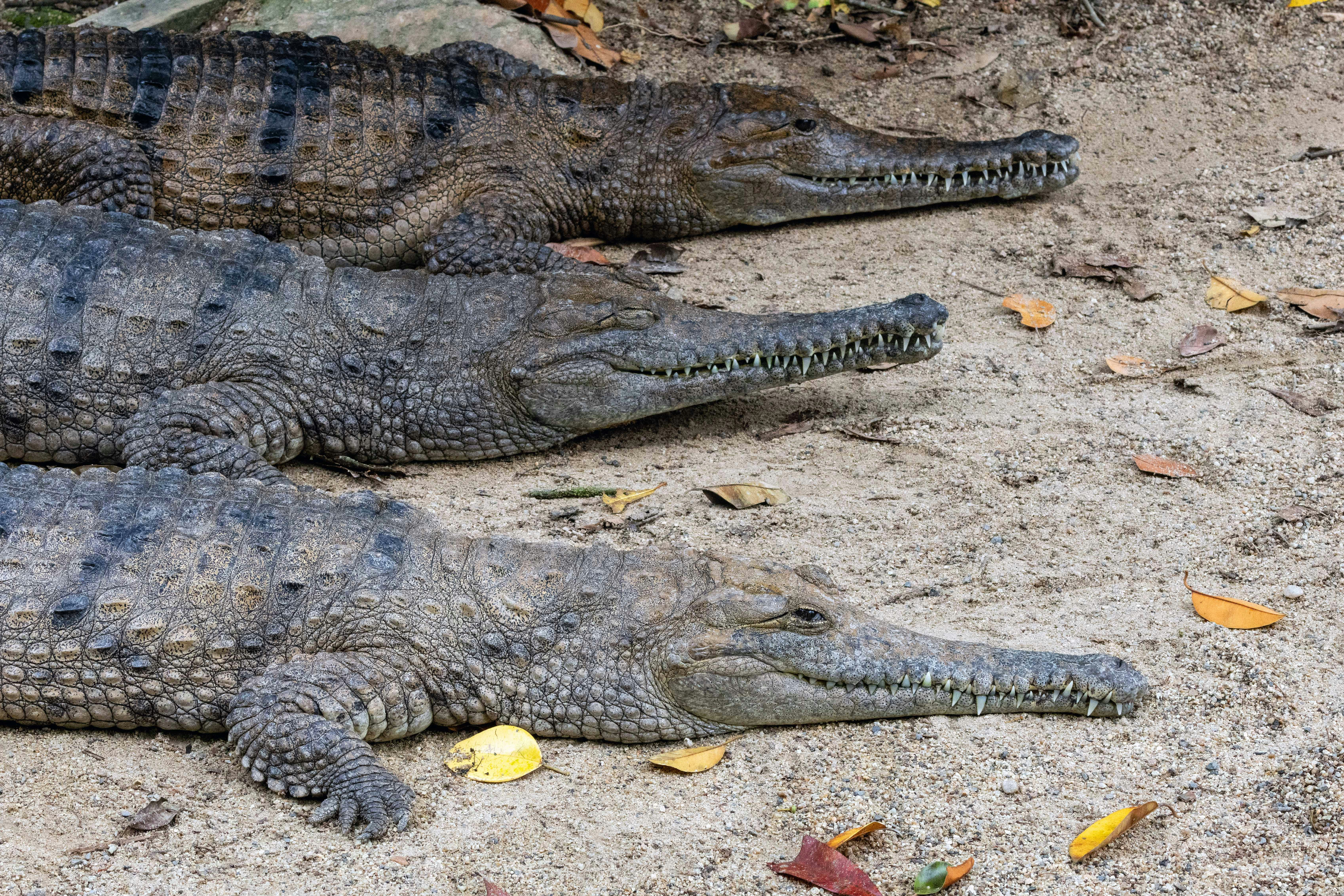 Communicating with Chirps and Growls (image credits: unsplash)