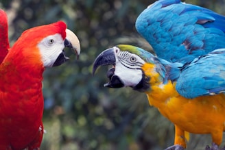 Two colorful macaws face each other.