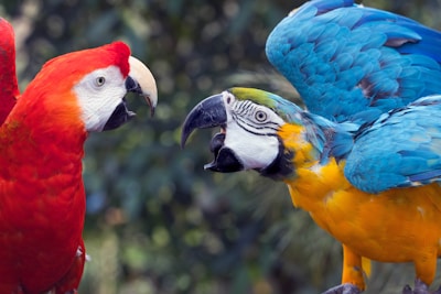 Two colorful macaws face each other.