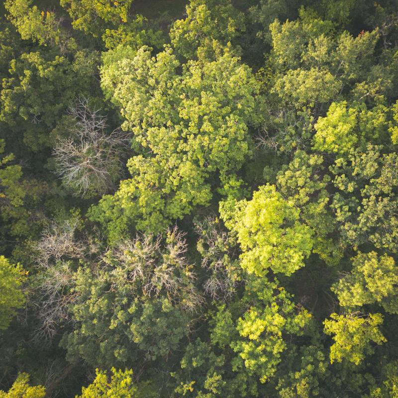 Aerial view of dense, lush green forest canopy