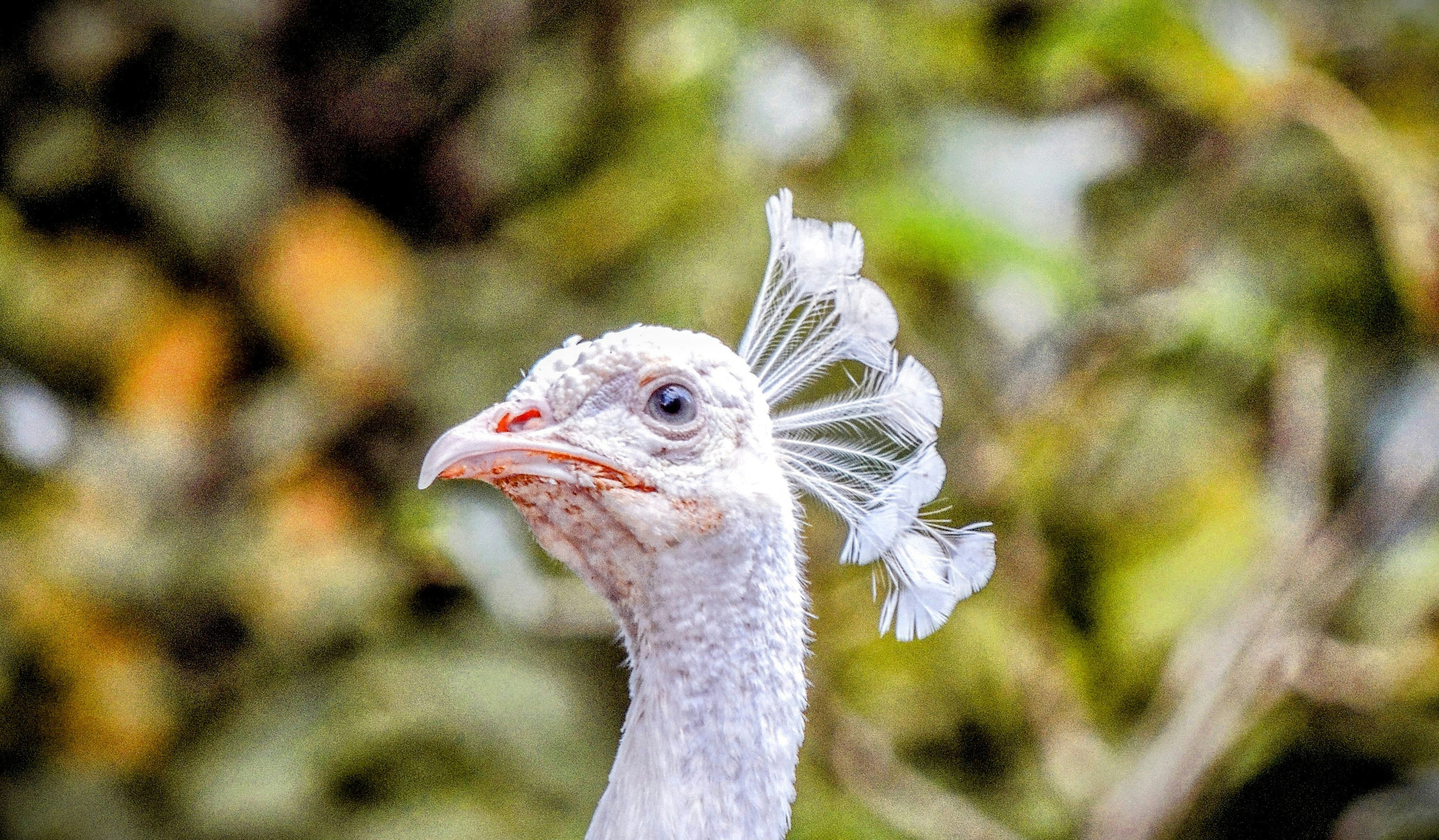 Un pavo real blanco muestra su cresta.