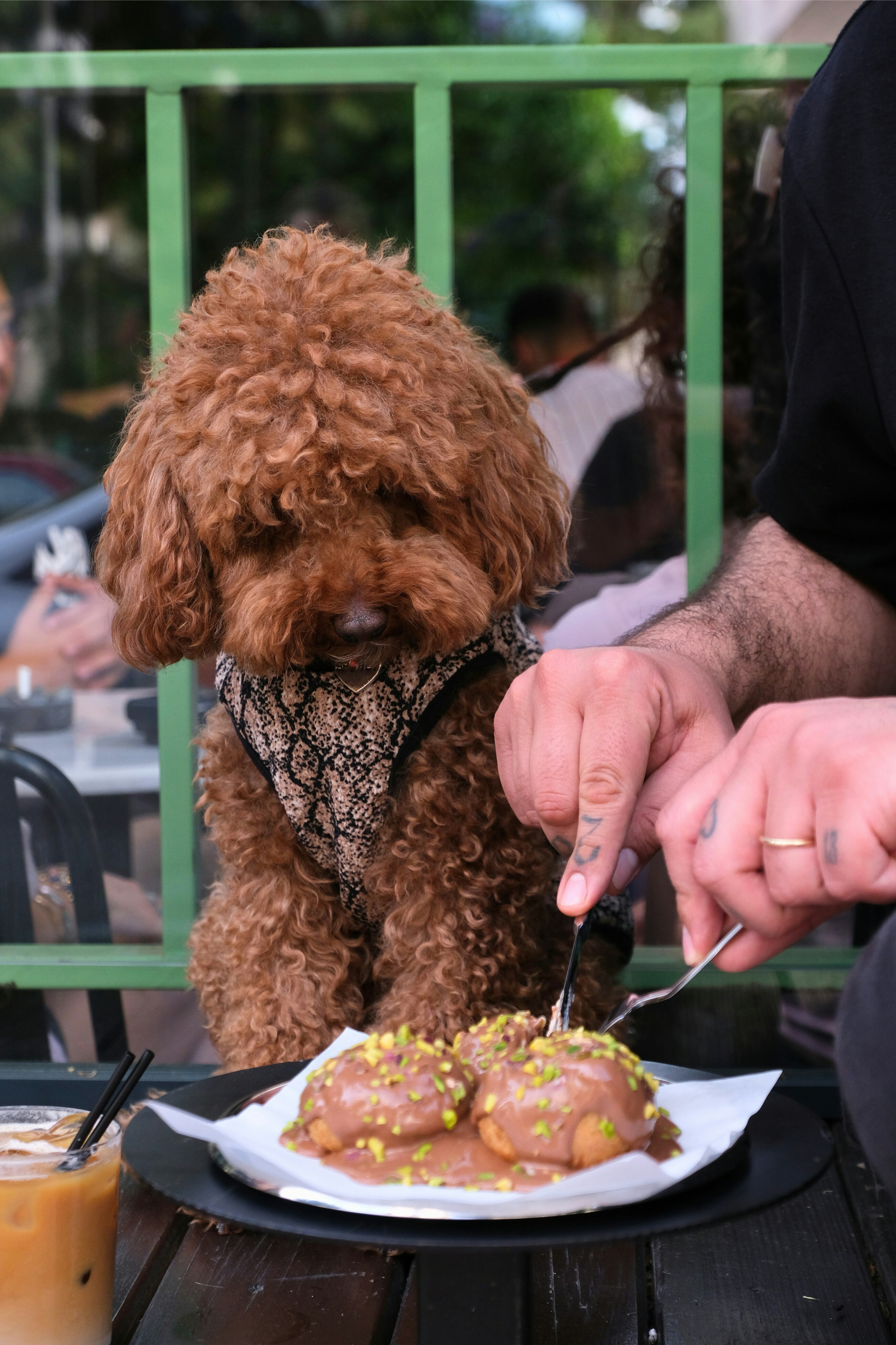 Dog watches a person eating dessert.