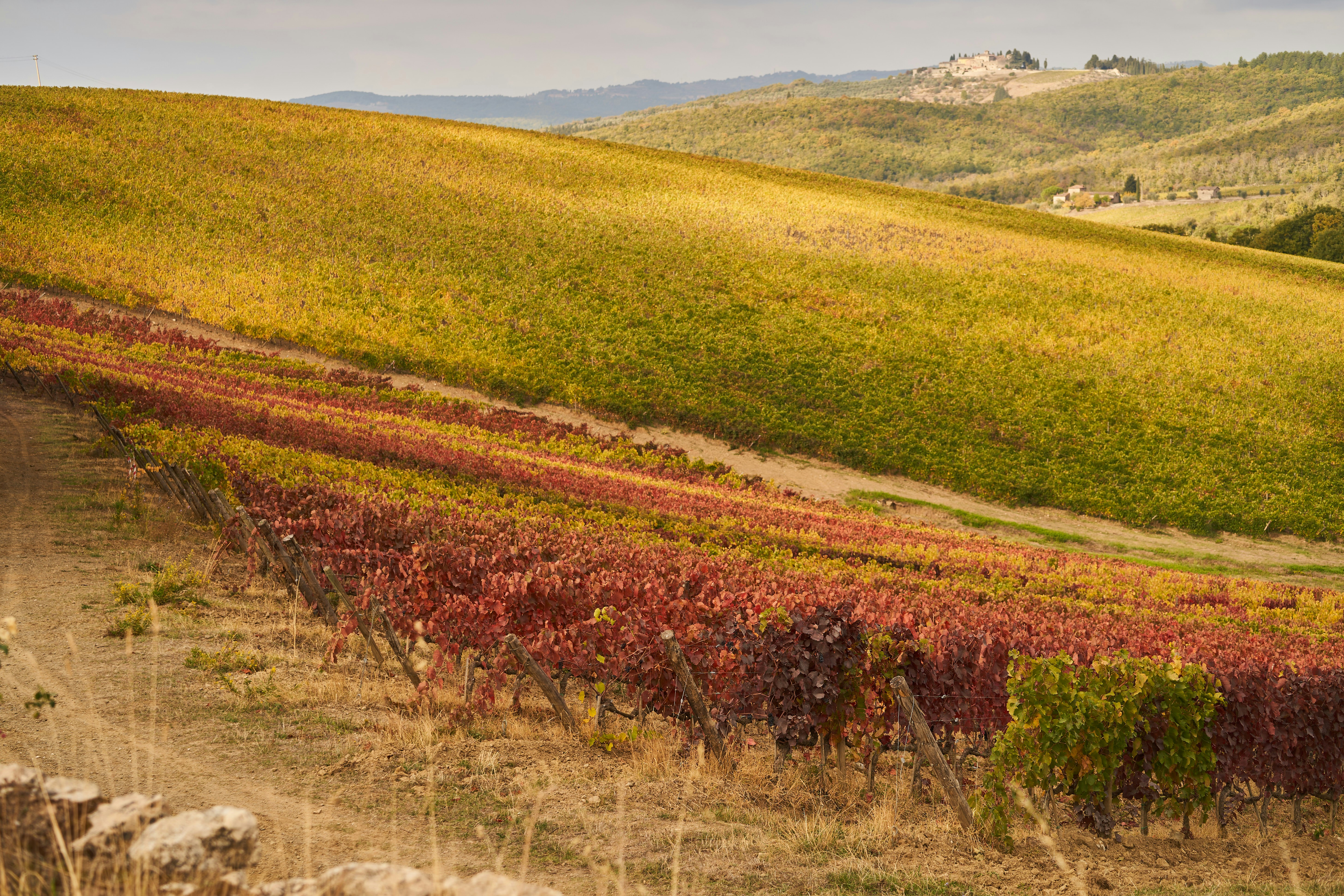 Photo by wolfgang_hasselmann