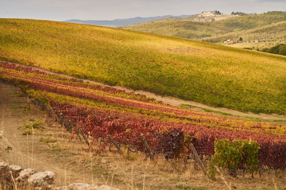 Vineyard on a hillside