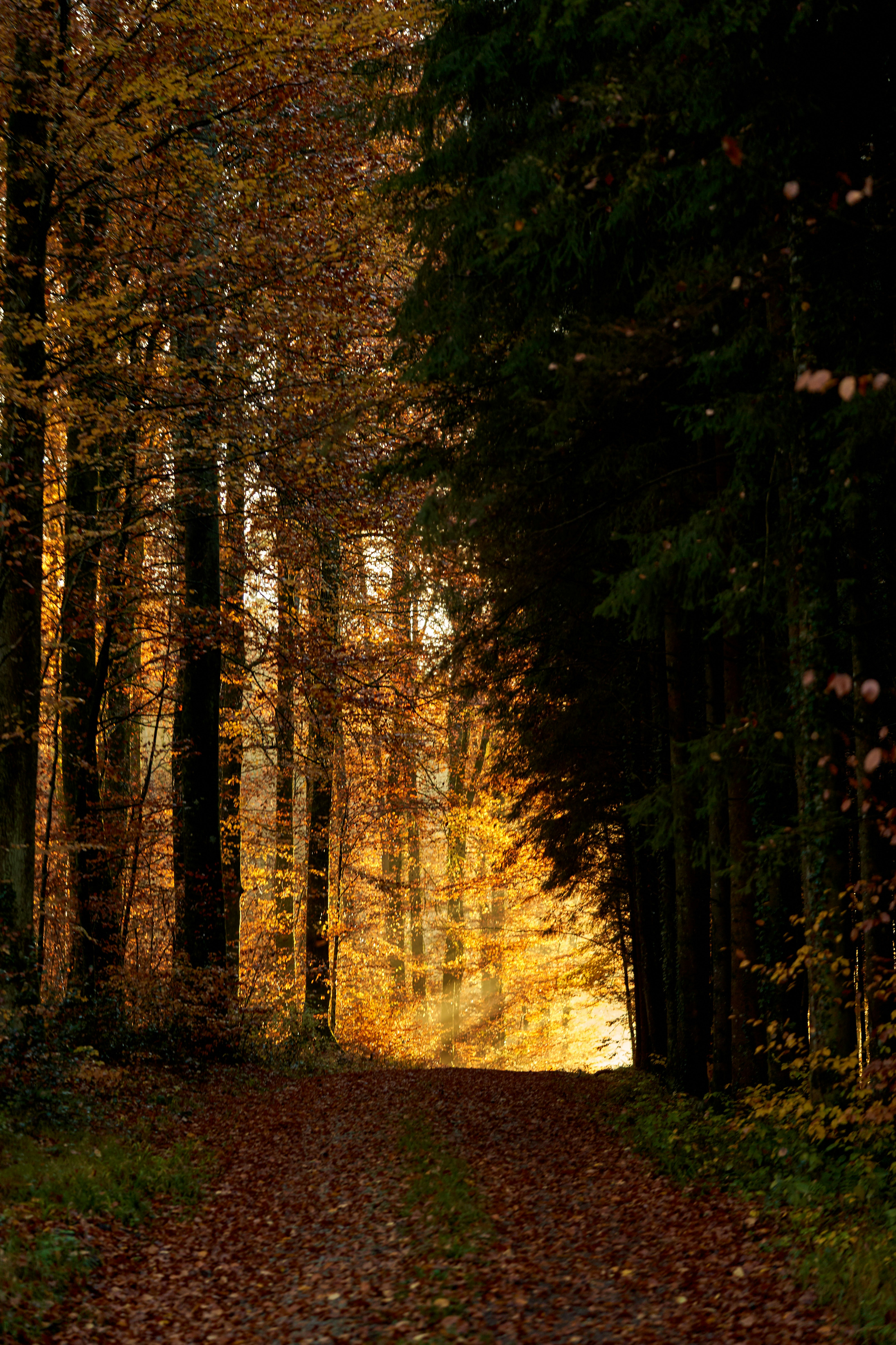 Photo by wolfgang_hasselmann