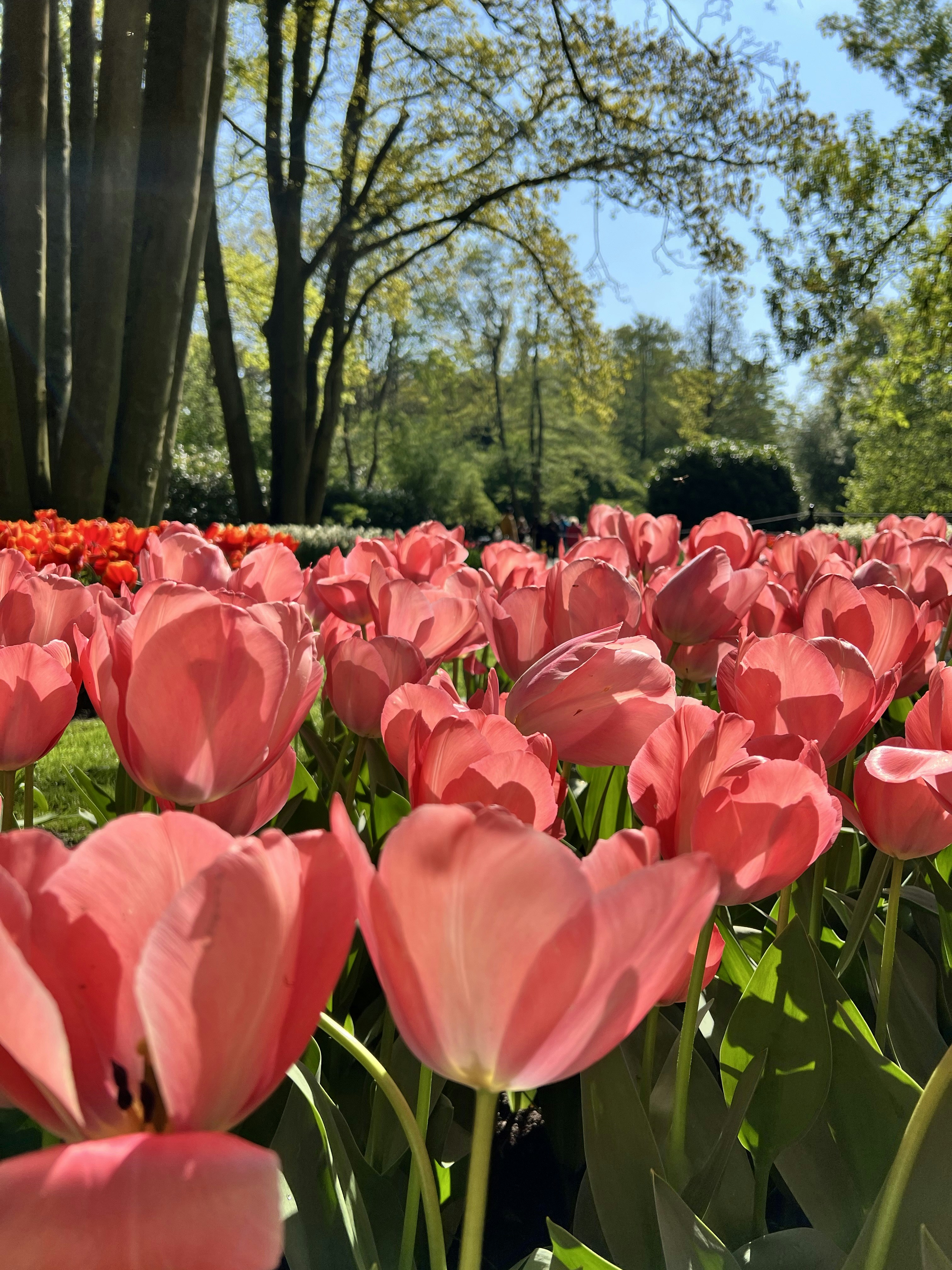 Fields of vibrant pink tulips in the sunshine.