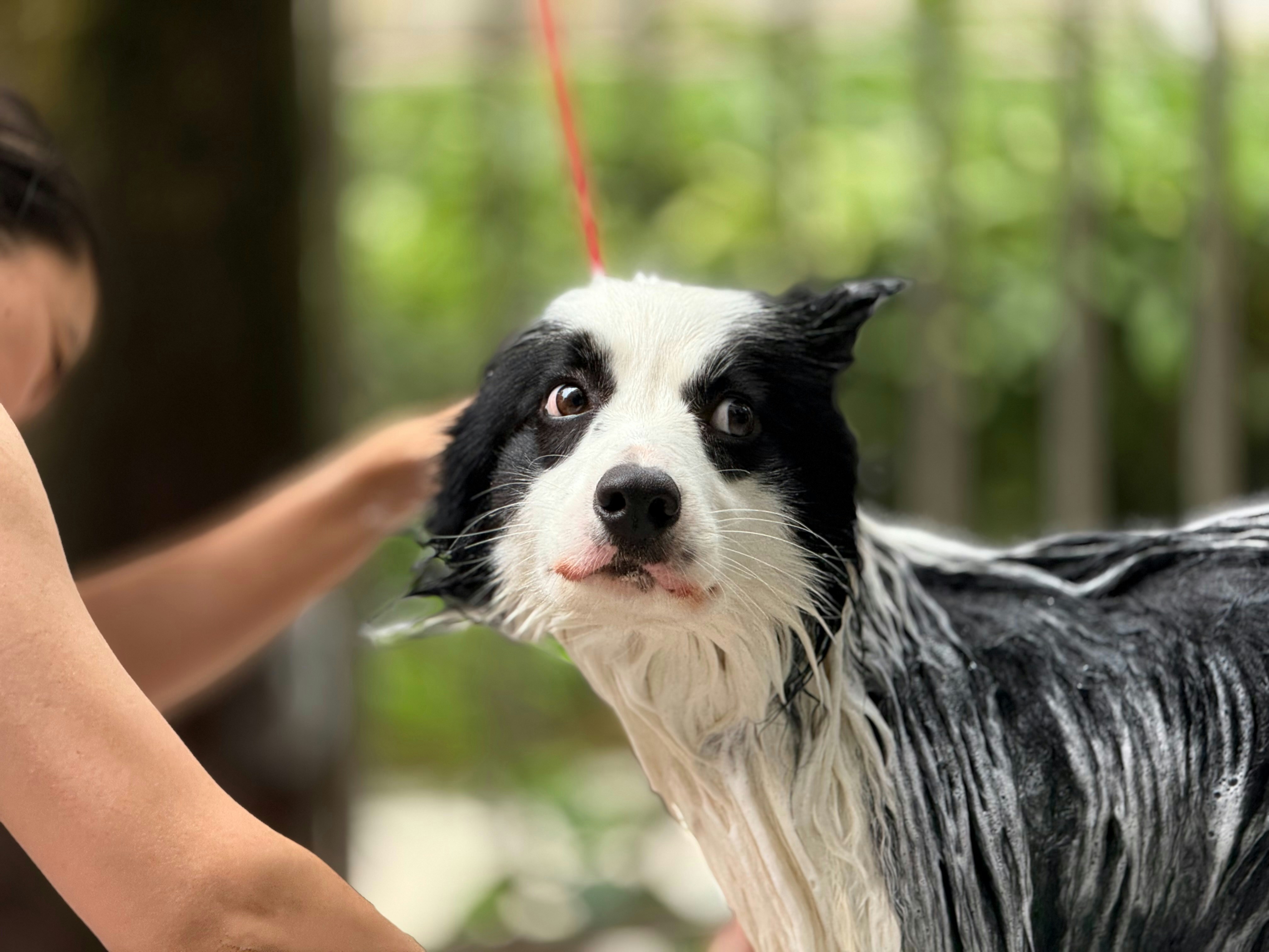First Pet Adoption in HCMC: Your Guide to a Smooth Journey