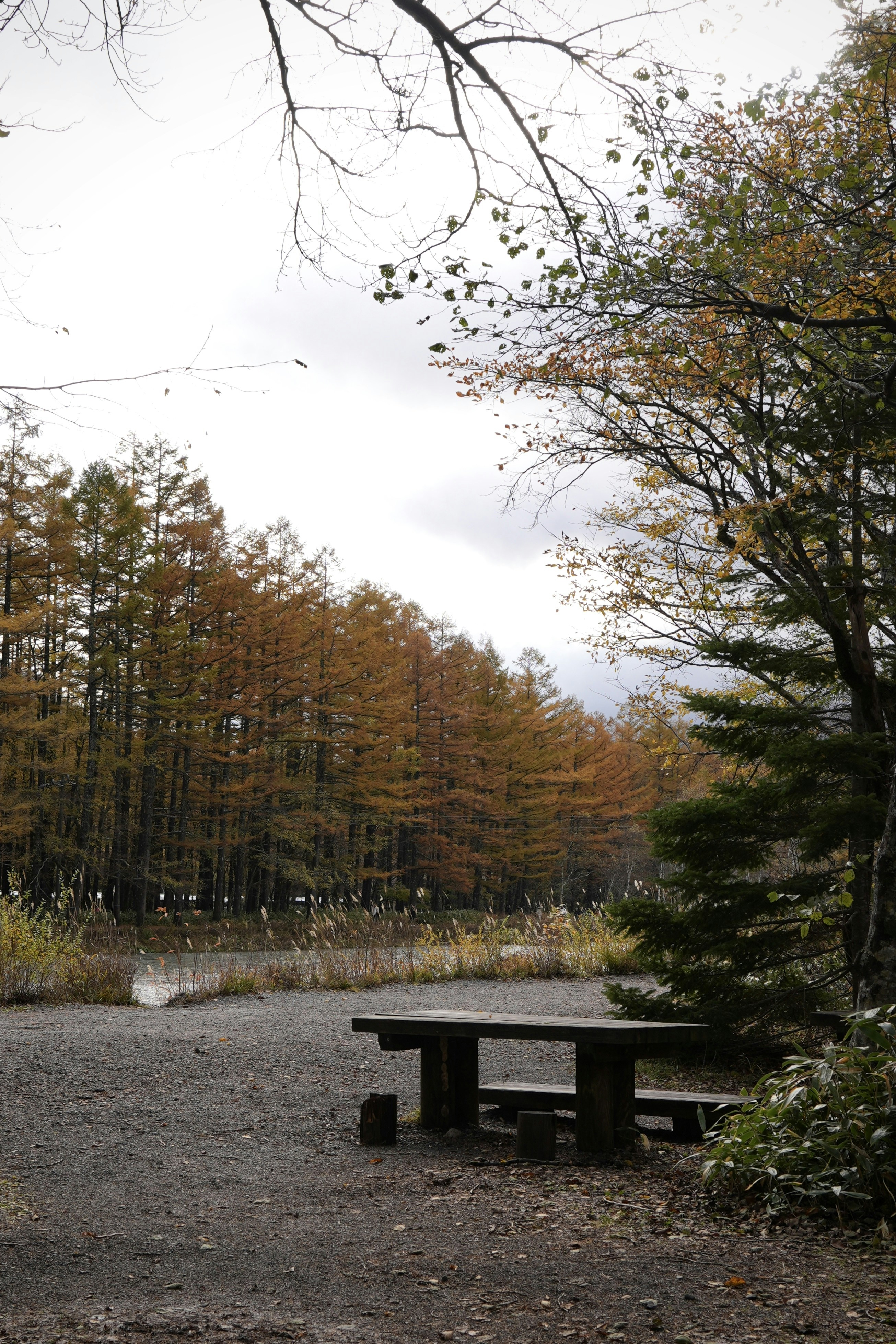 A picnic table sits near autumn trees.
