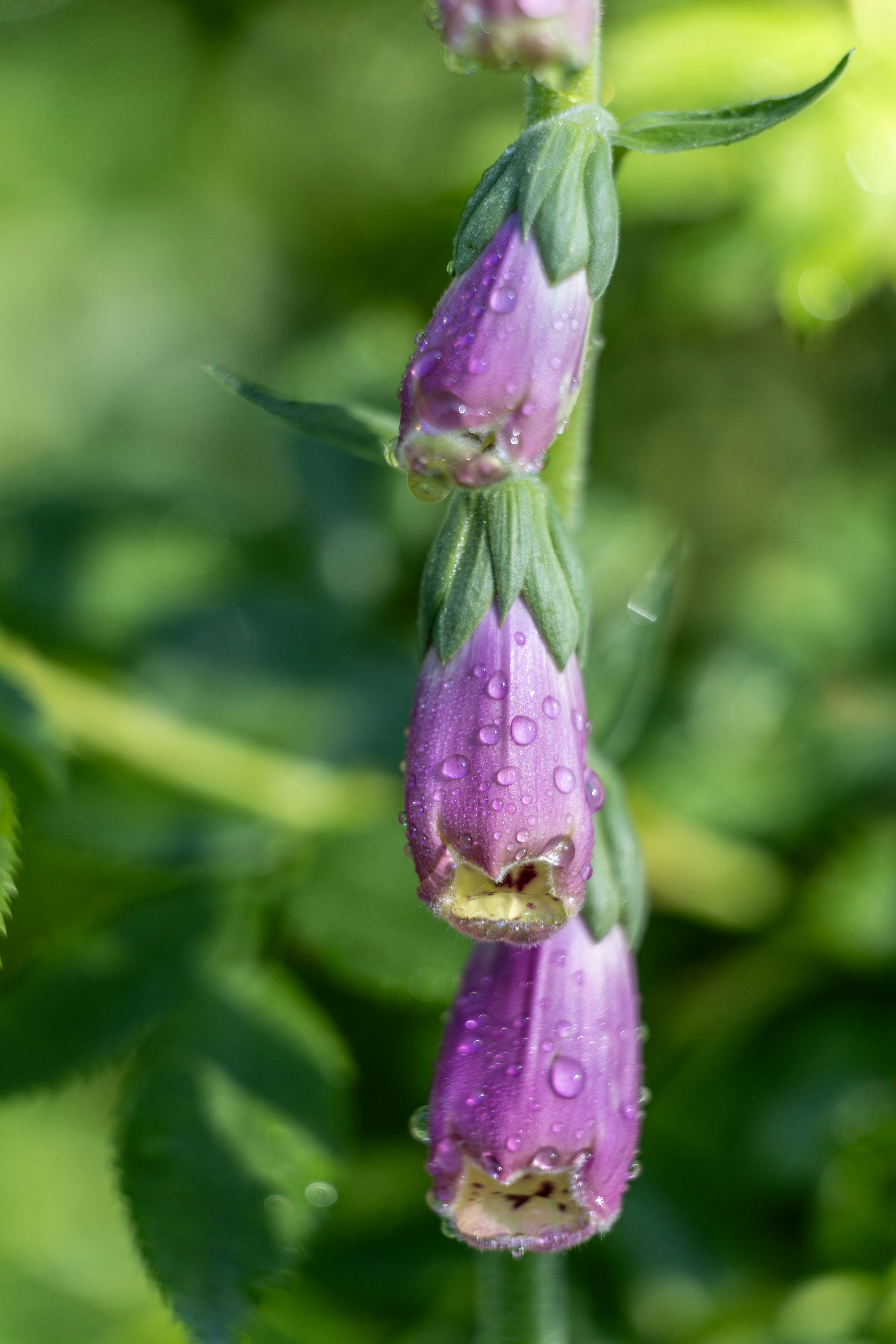 Purple foxglove buds are covered in water droplets.