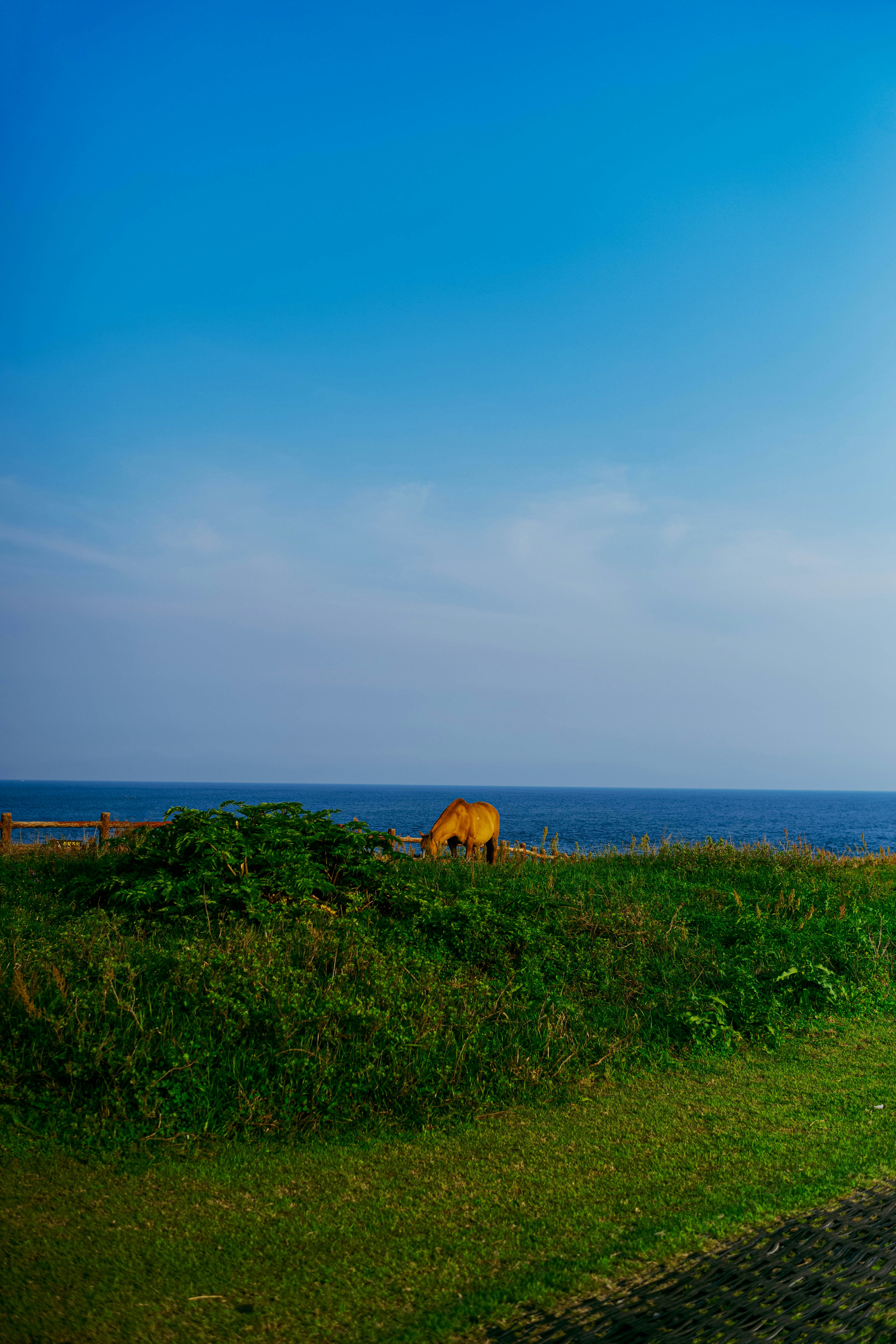 Photo by tommaomaoer