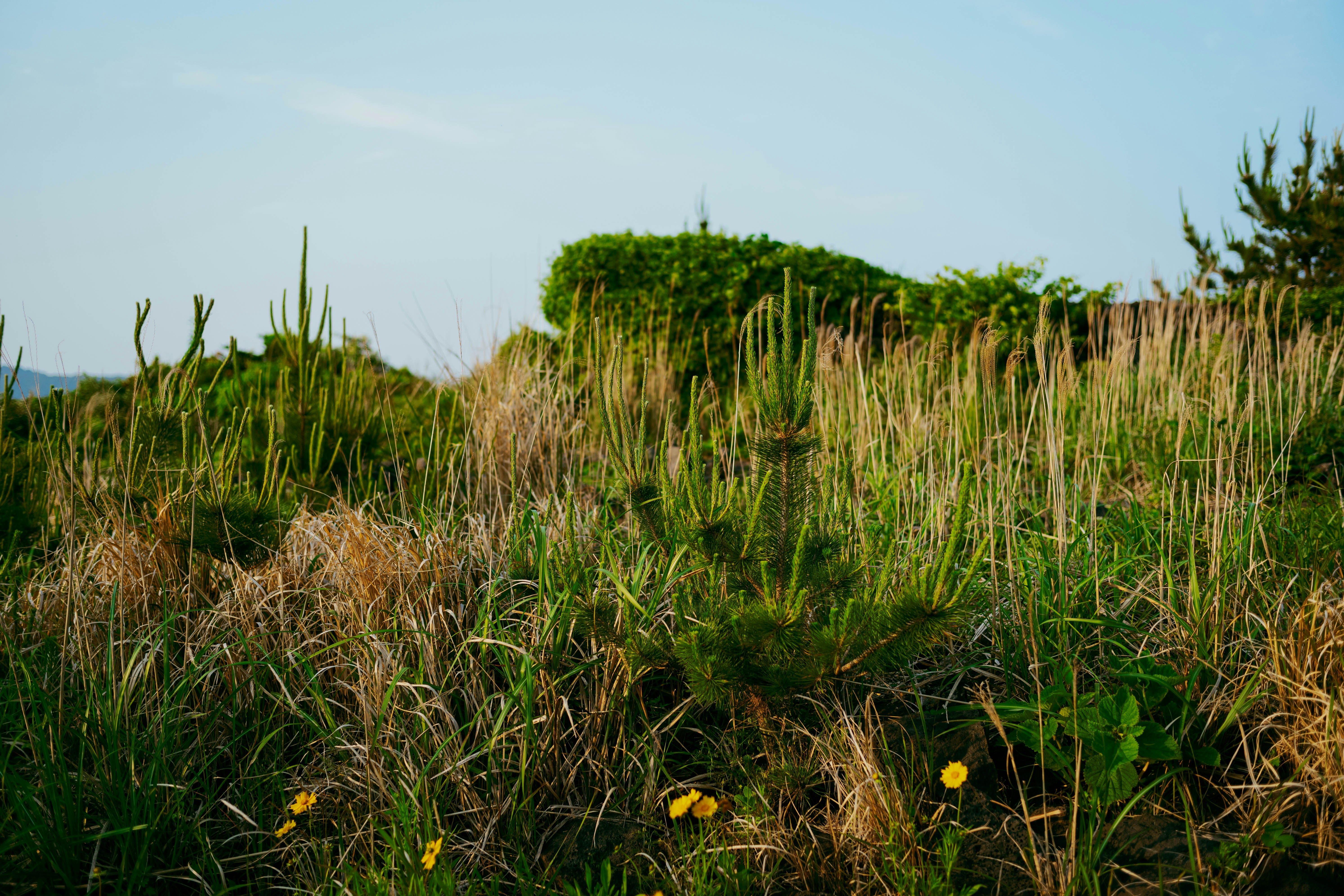 Land Improvement | Blizzard Management Plus's image