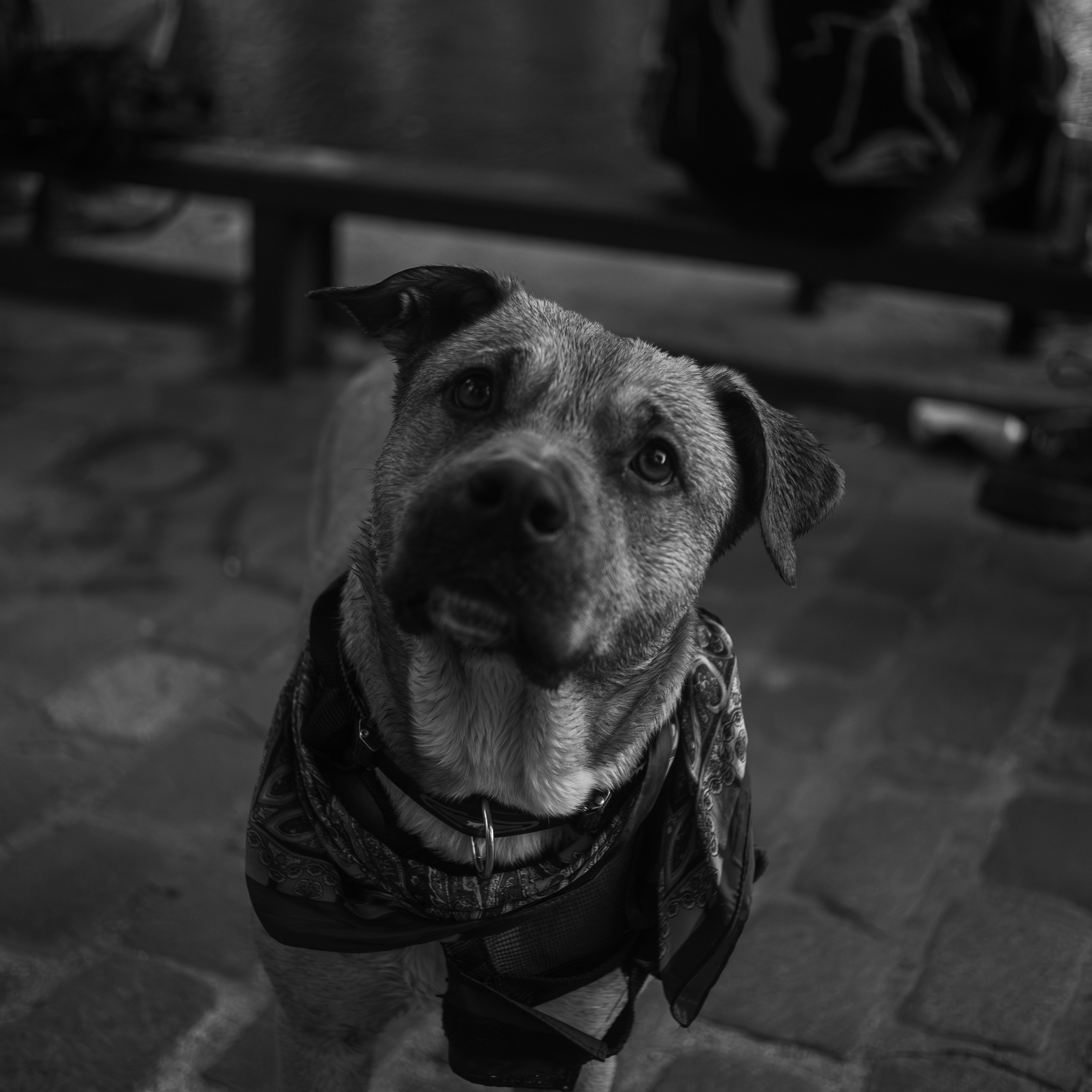 A dog with a bandana looks up.