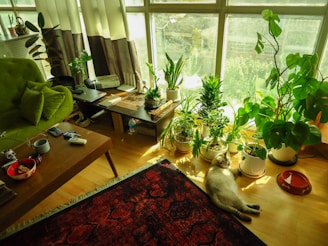 How to Keep Indoor Cats Active and Happy 