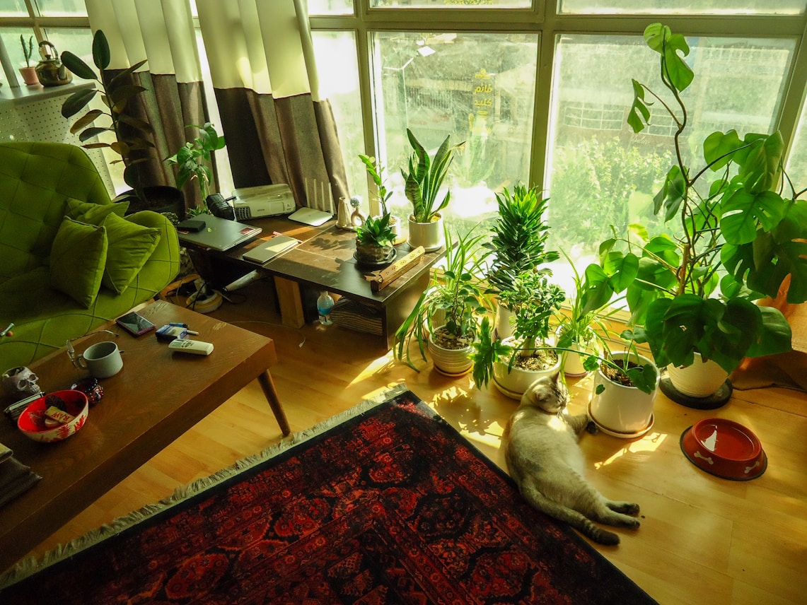 How to Keep Indoor Cats Active and Happy 