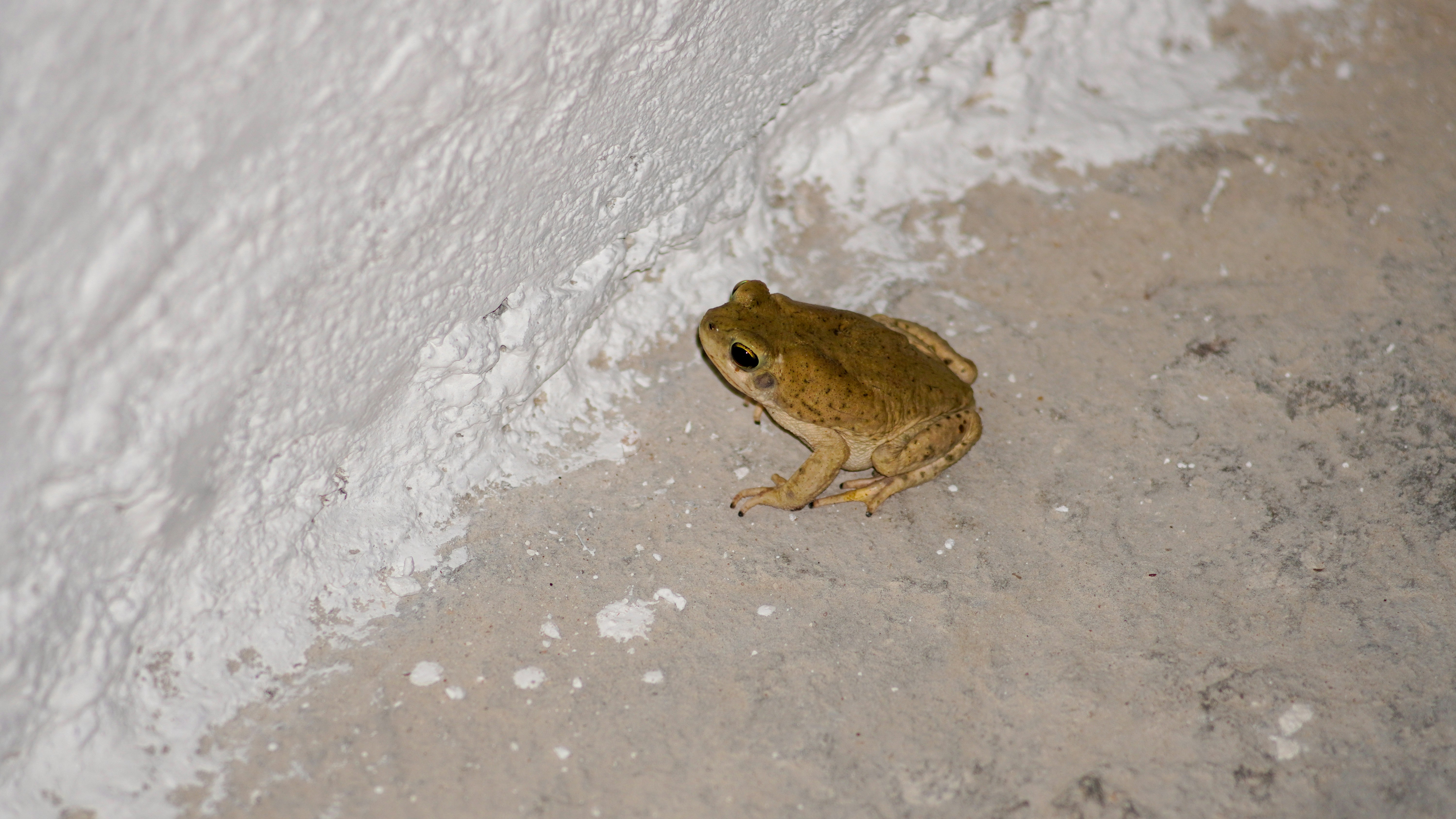 A small frog rests on a white, snowy surface.