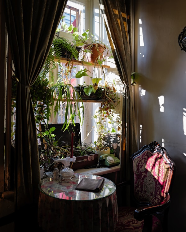 Warm therapy office with plants and sunshine