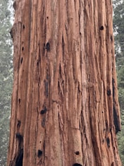 Giant redwood tree bark is shown up close.