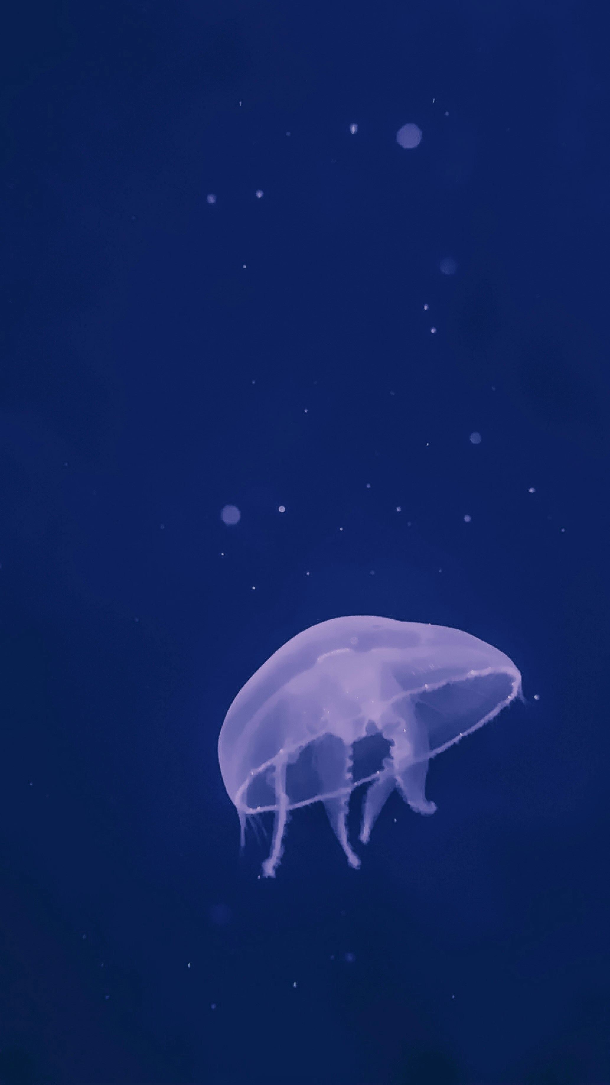 A solitary jellyfish floats in the dark water.