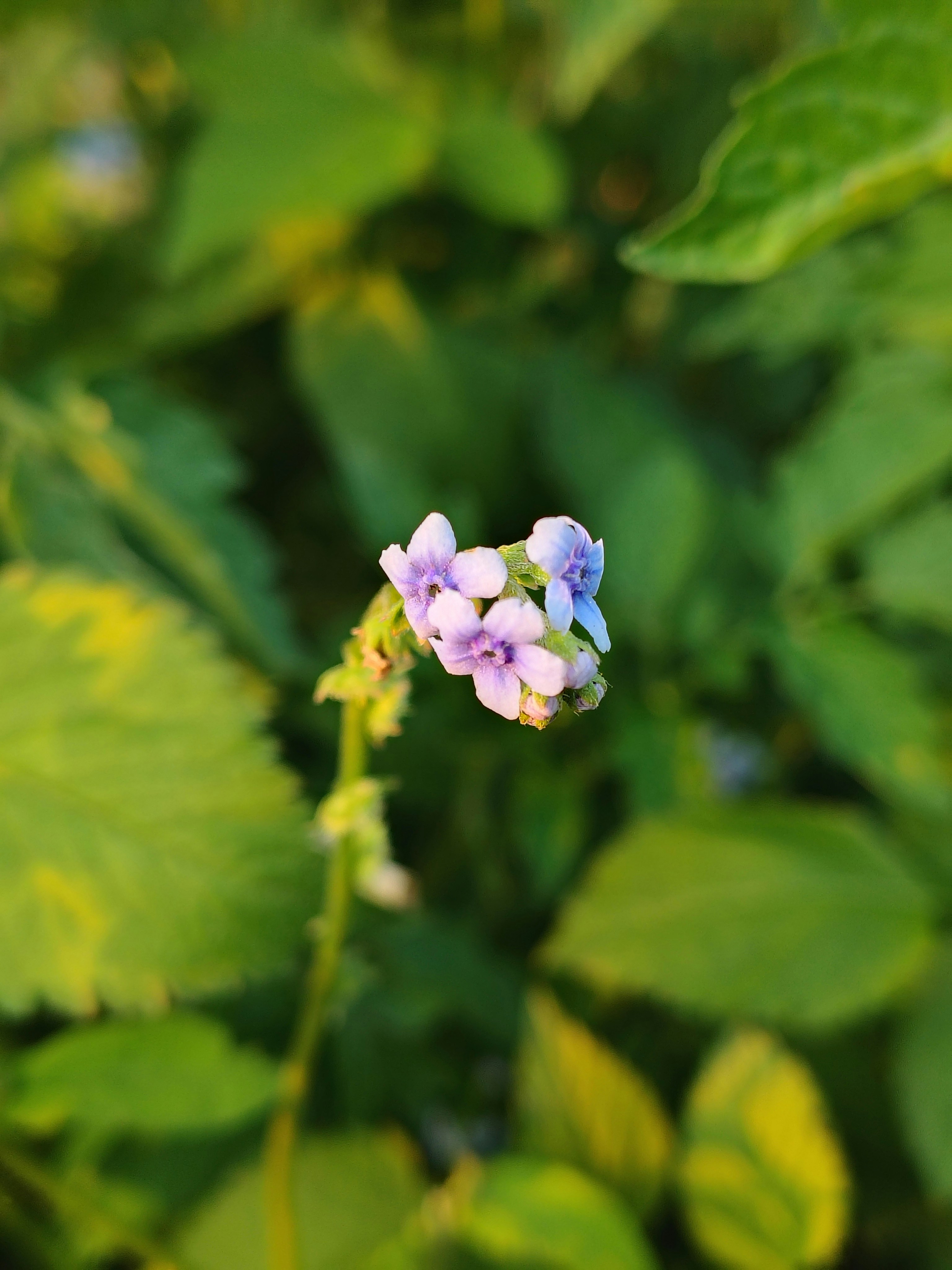 Photo by dendrophile