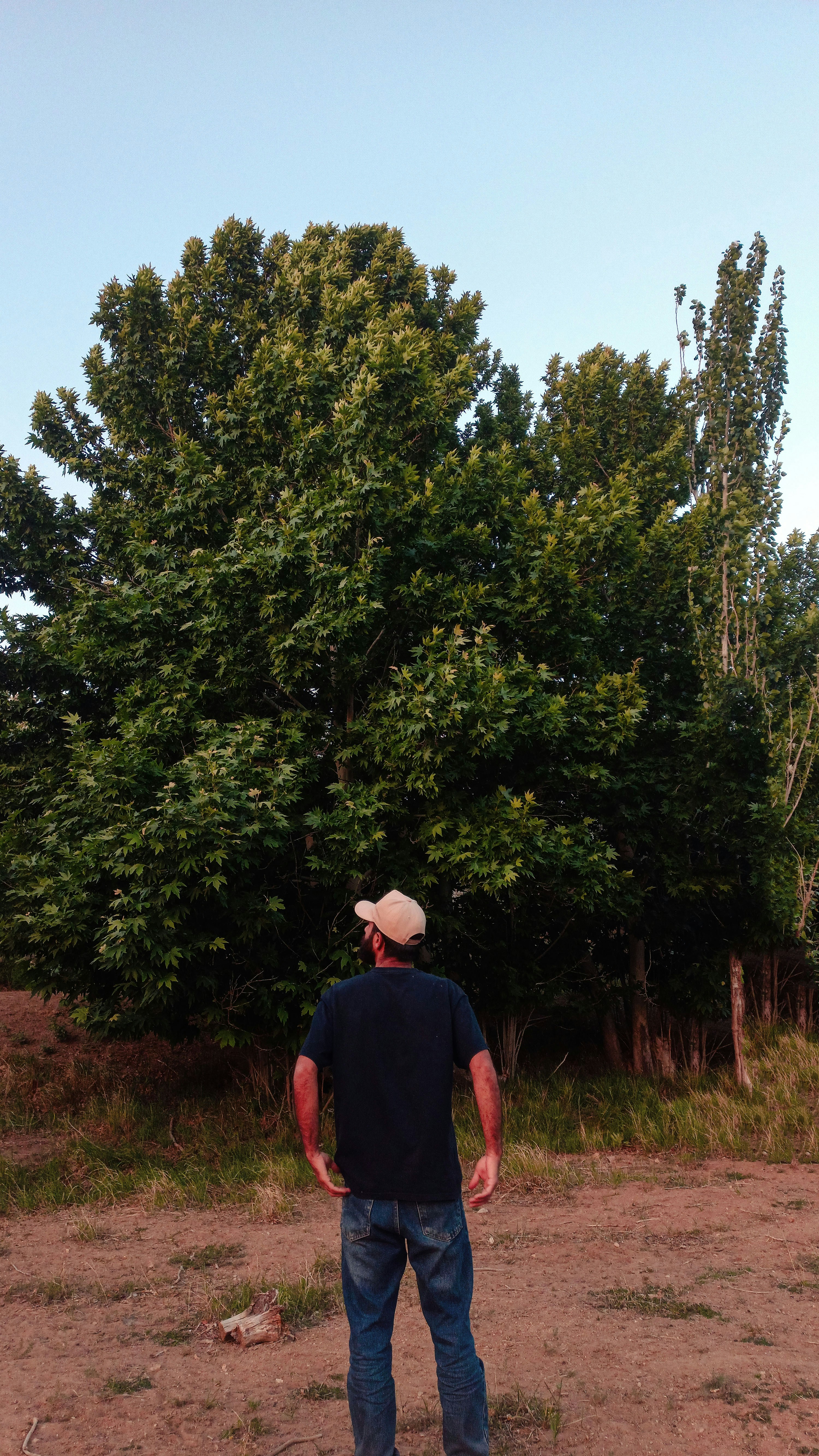 A man stands before a big, leafy tree.