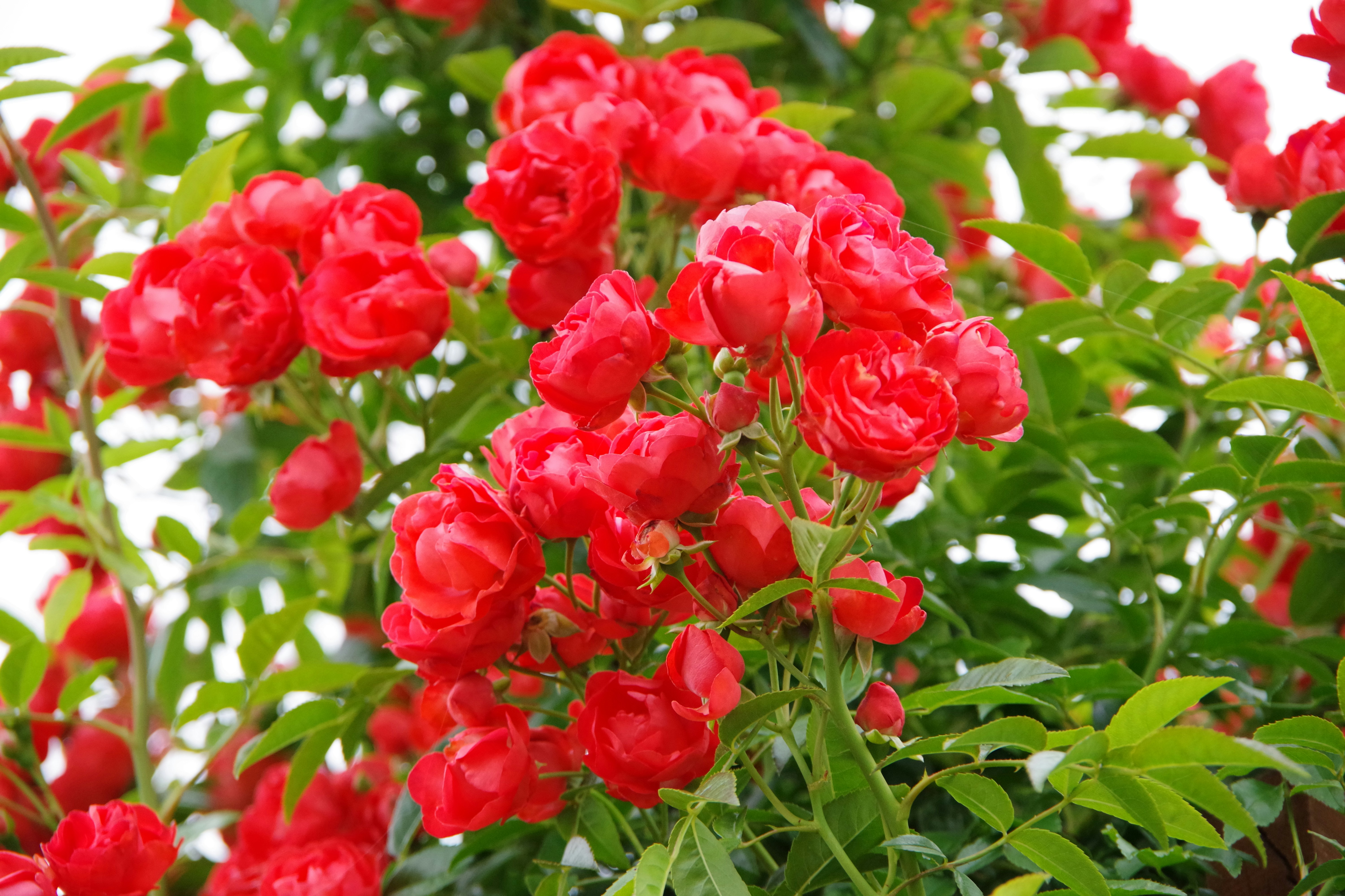 Red roses bloom vibrantly amidst green foliage.