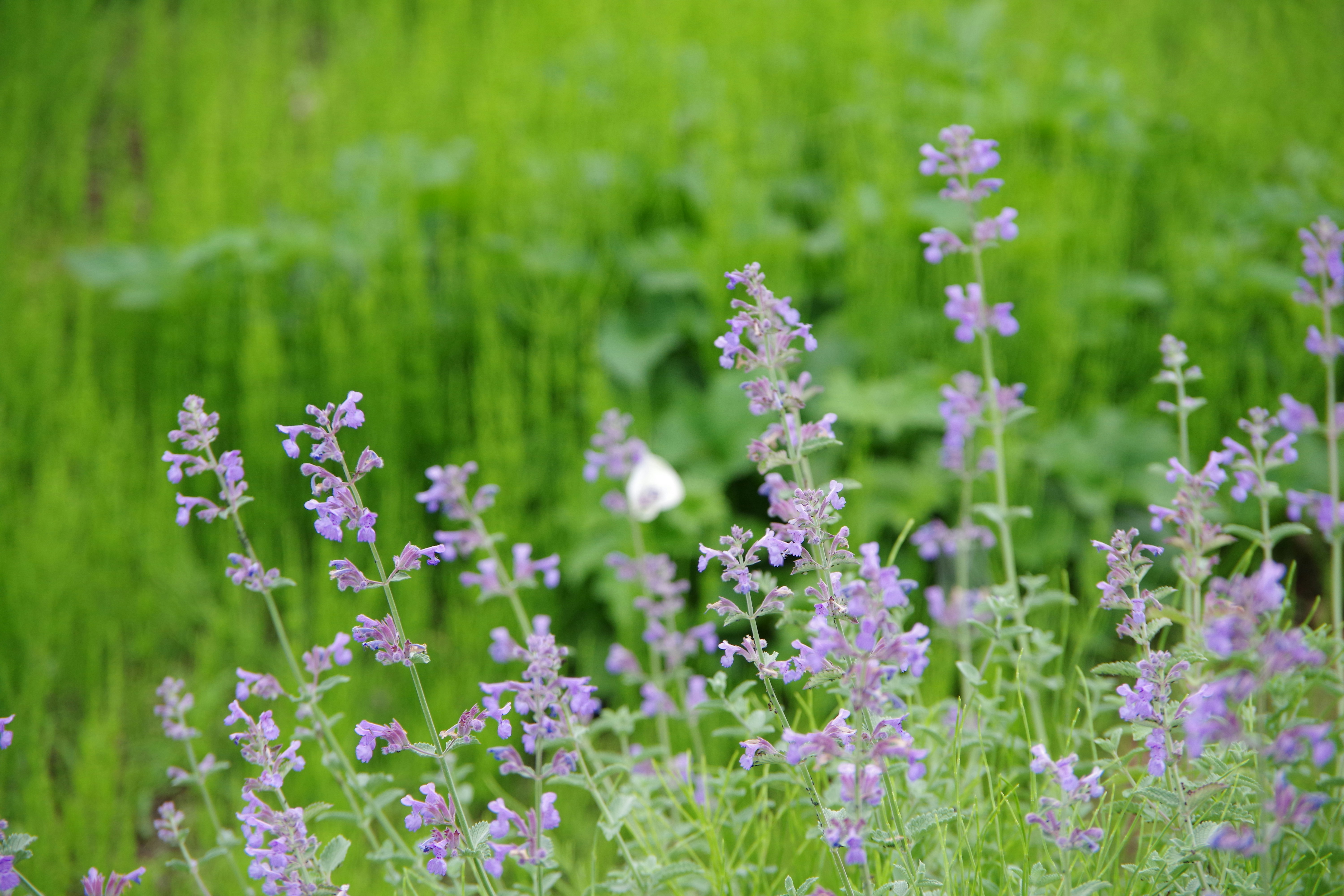 Photo by manikandan_s