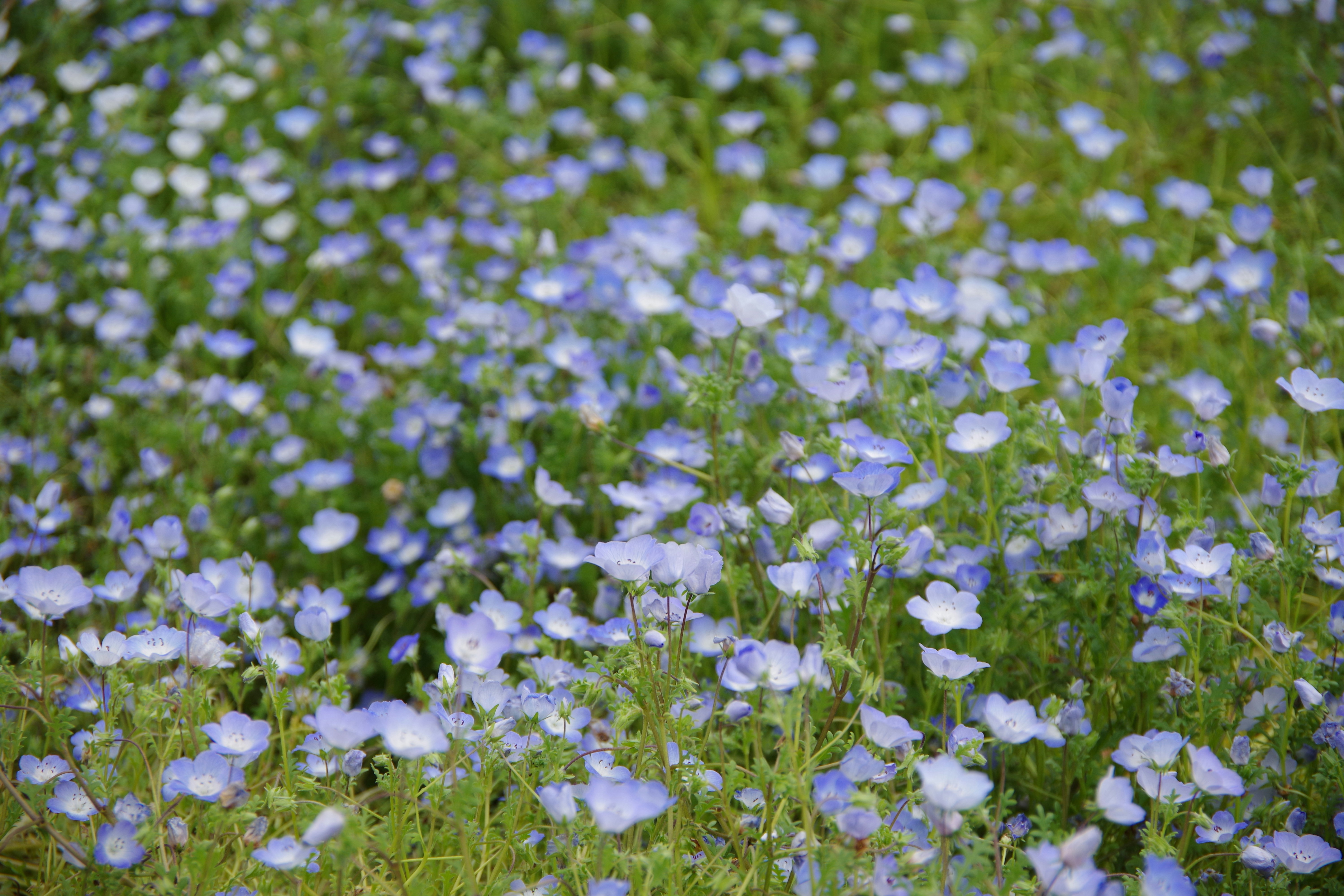 Photo by manikandan_s