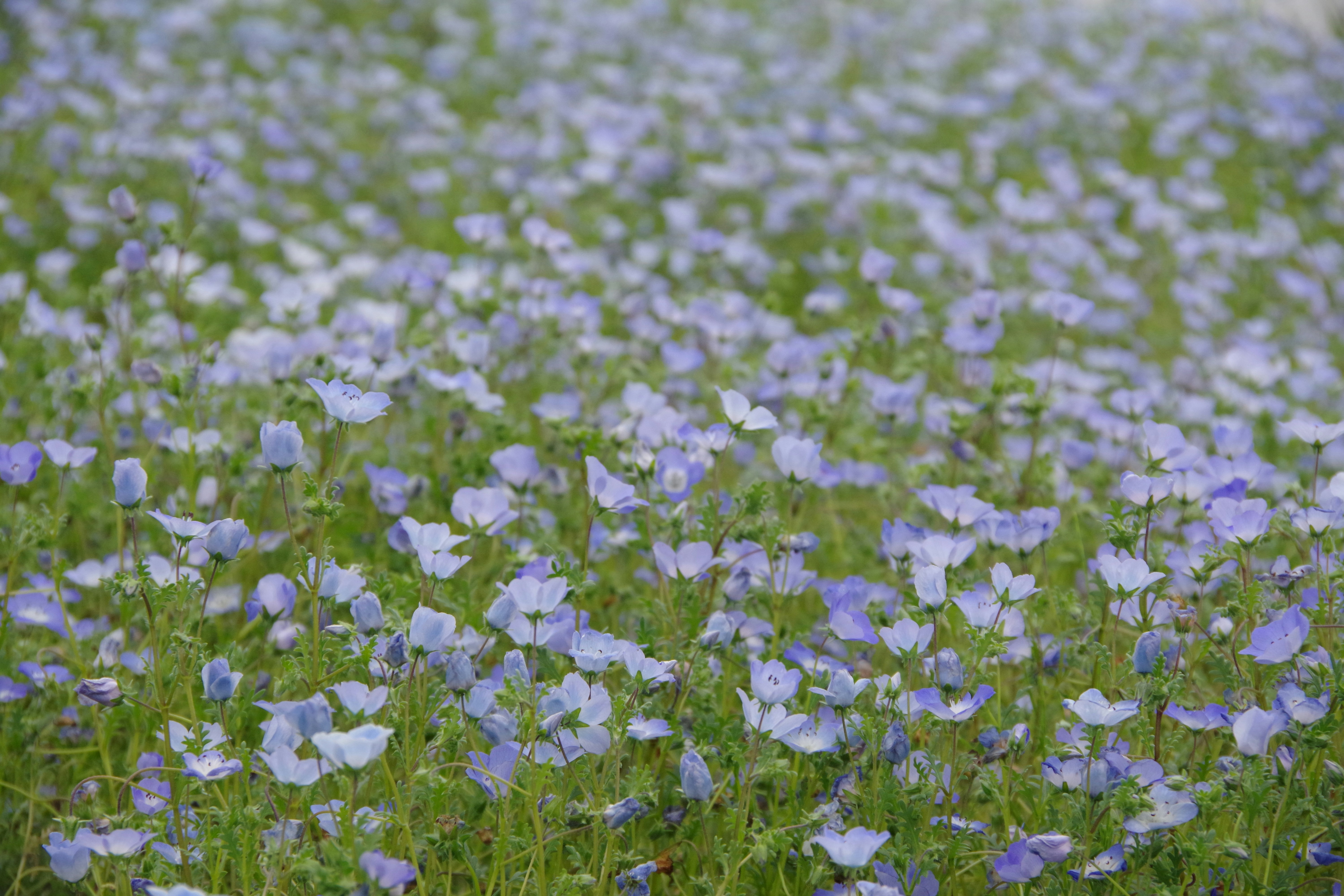 Photo by manikandan_s