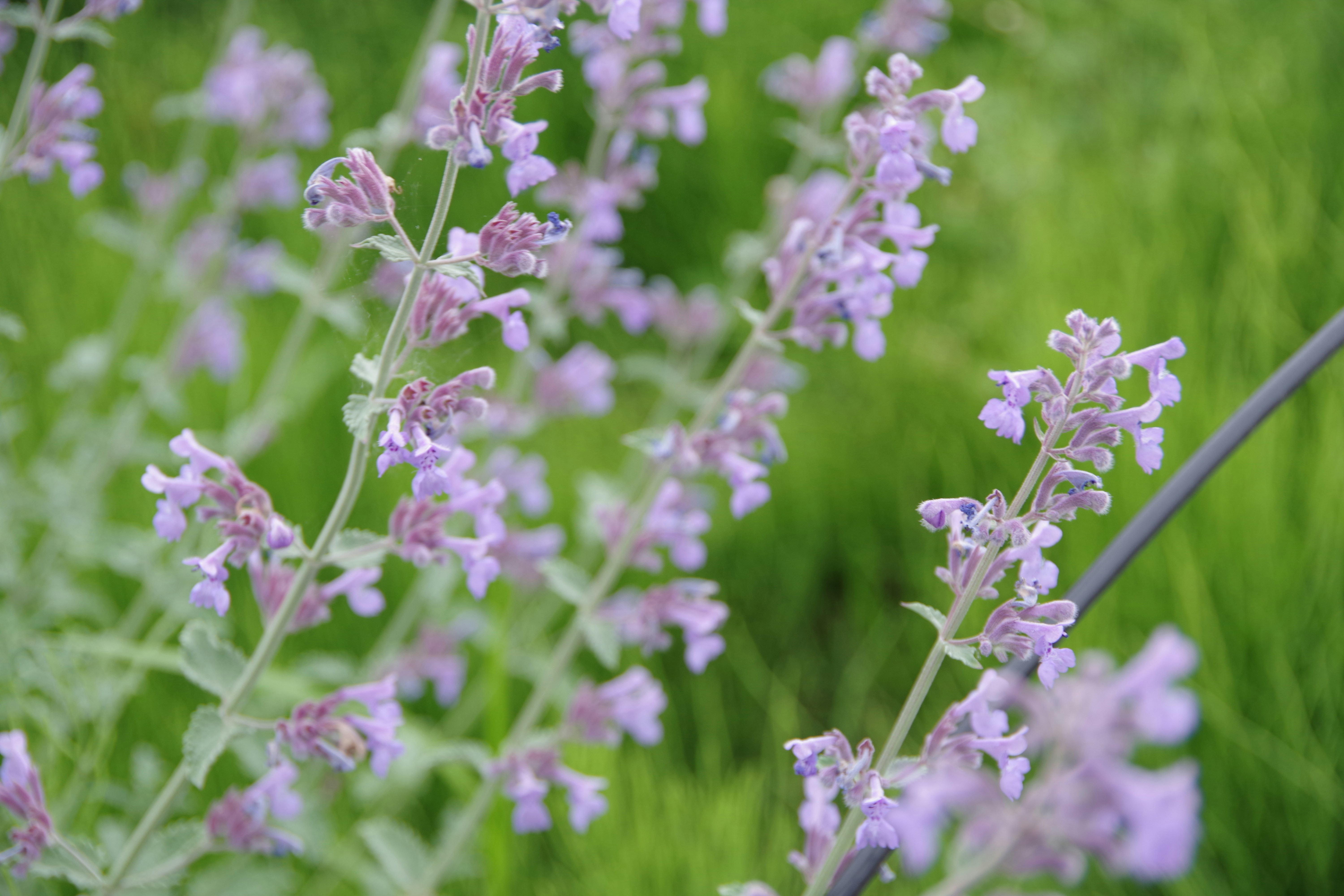 Photo by manikandan_s