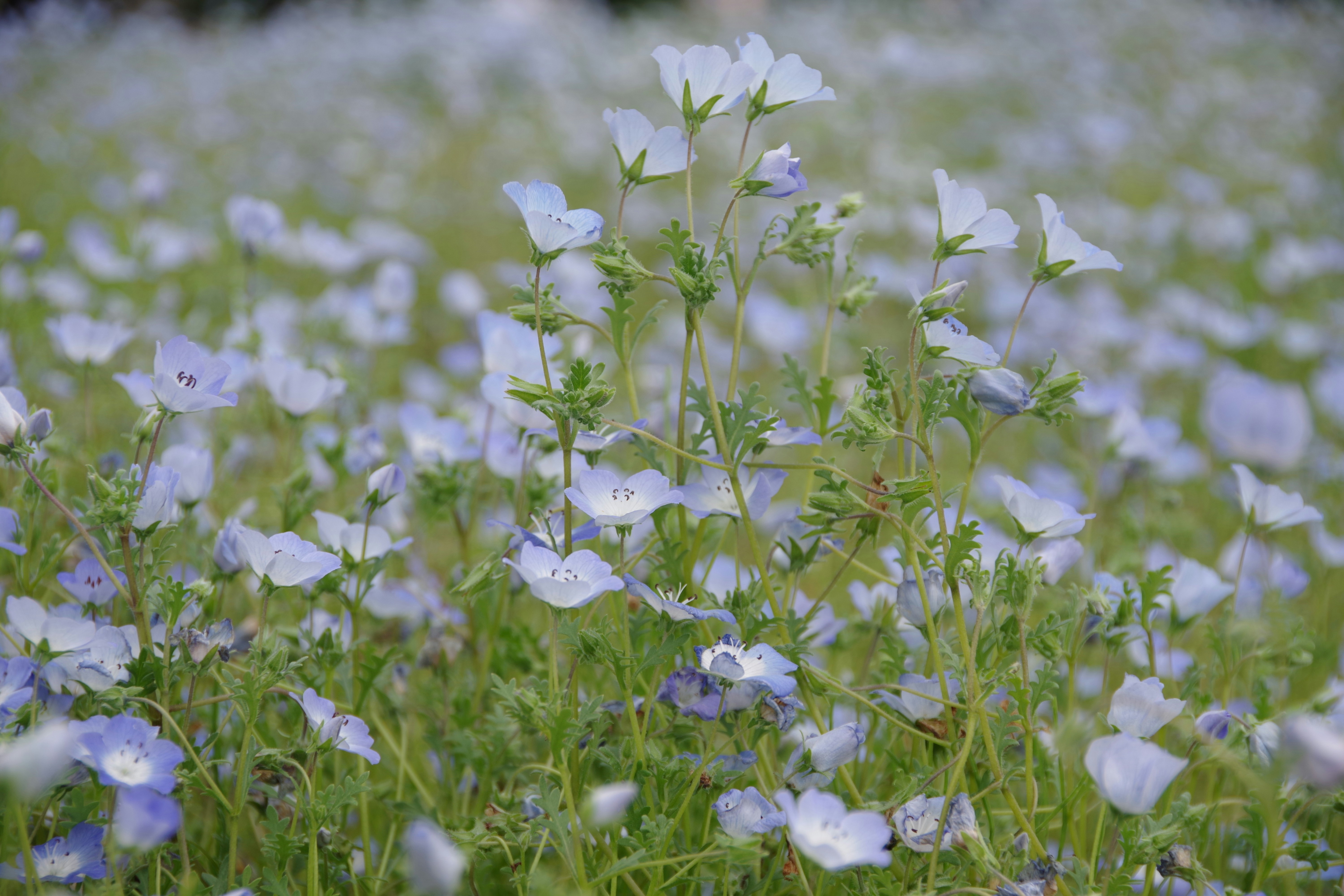 Photo by manikandan_s