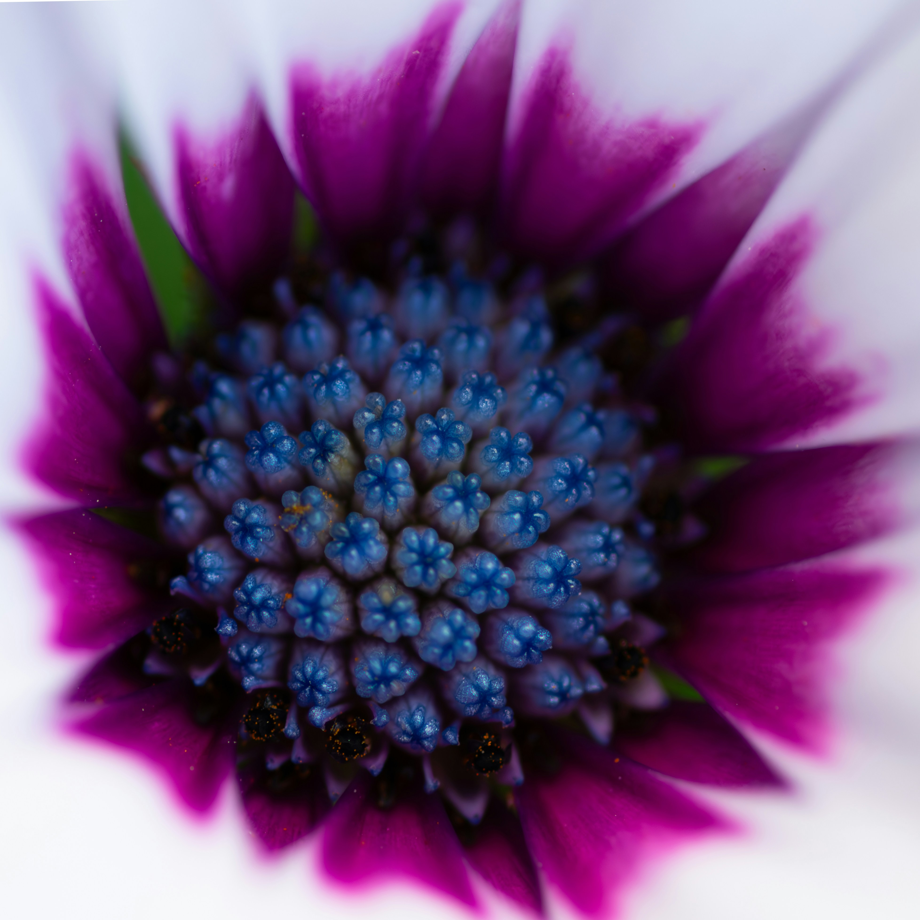 A close-up shot of a vibrant flower.