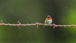 A small bird perches on barbed wire.