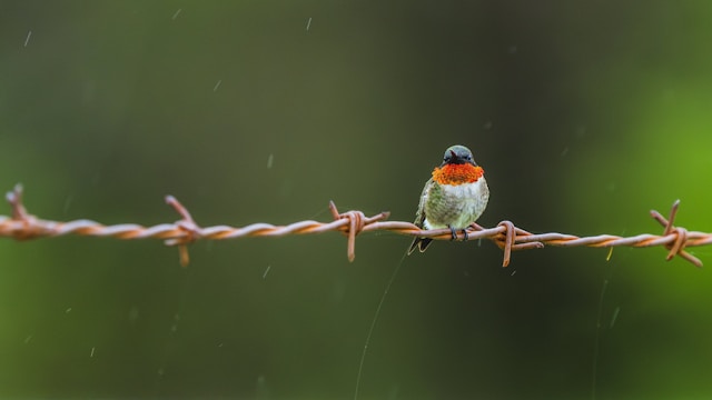 A small bird perches on barbed wire.