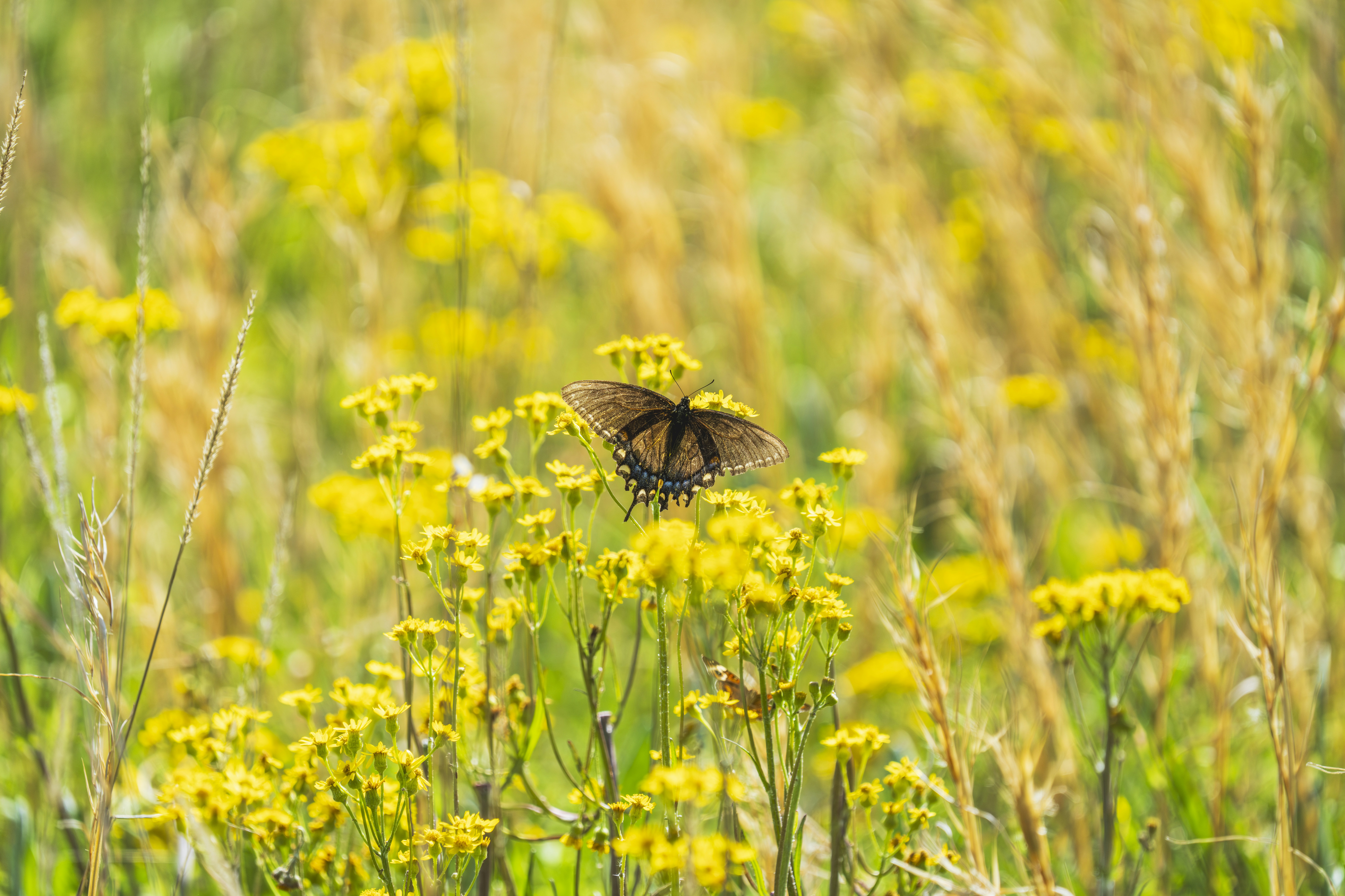 Education and Community Involvement (image credits: unsplash)