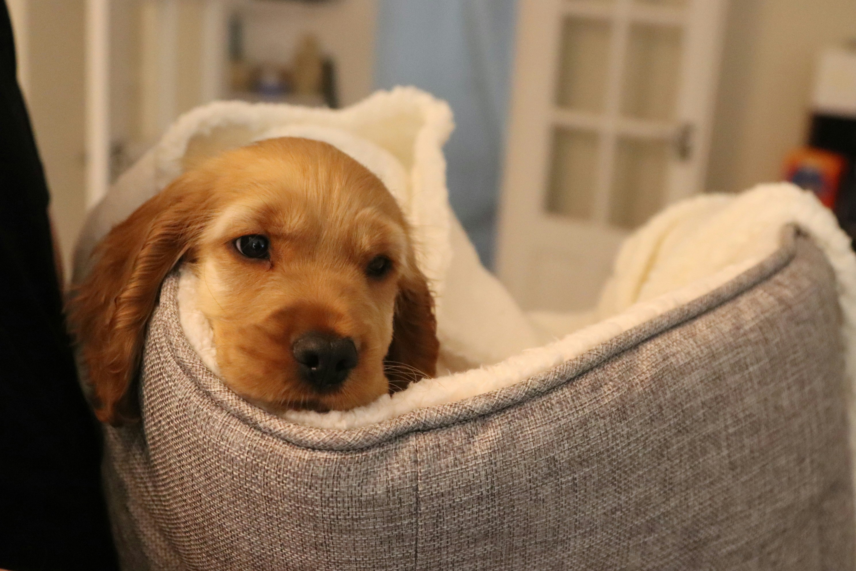 Pet with a calming wrap around its body.