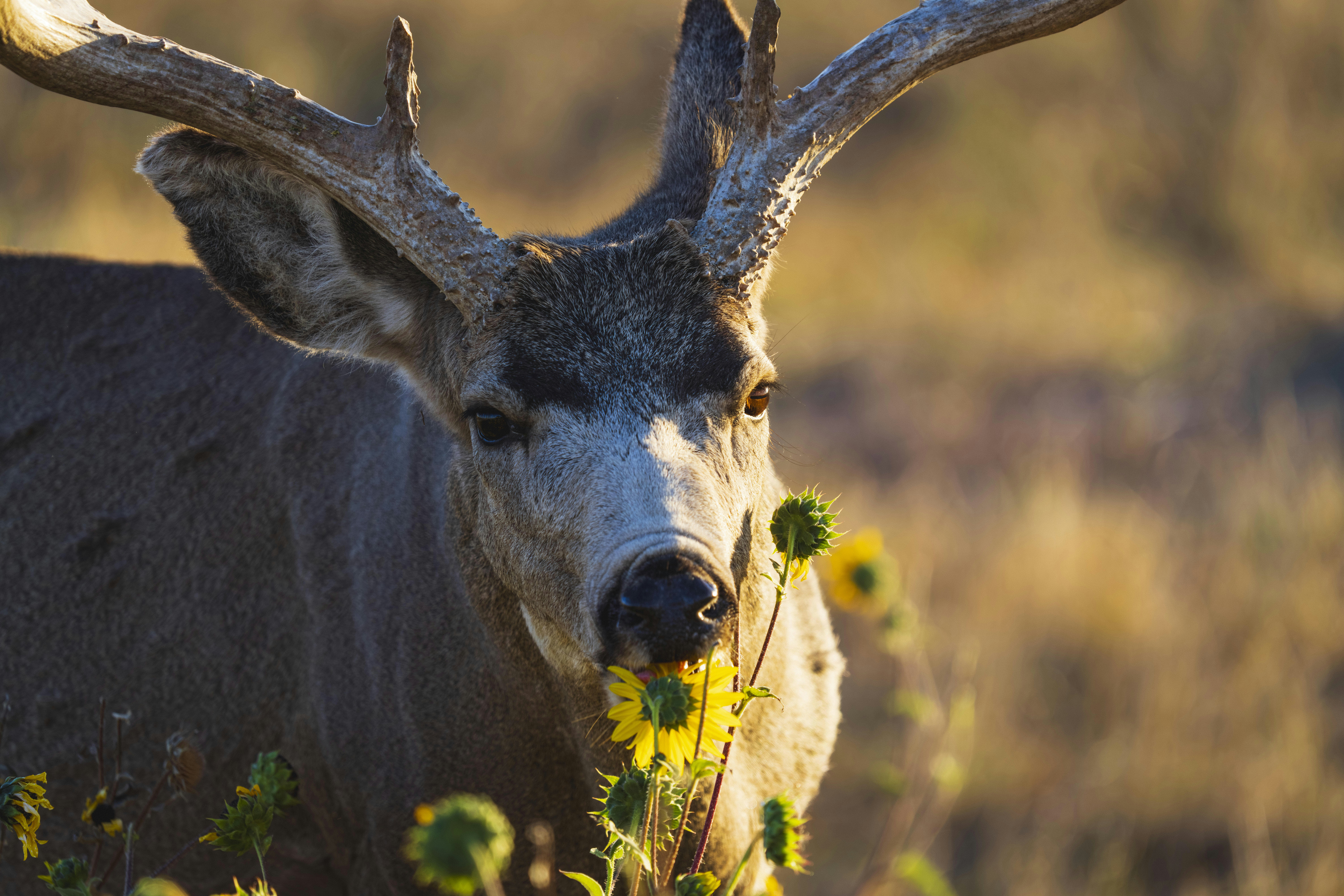 A deer eats flowers in the golden sunlight.