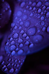 Water droplets cling to a purple petal.