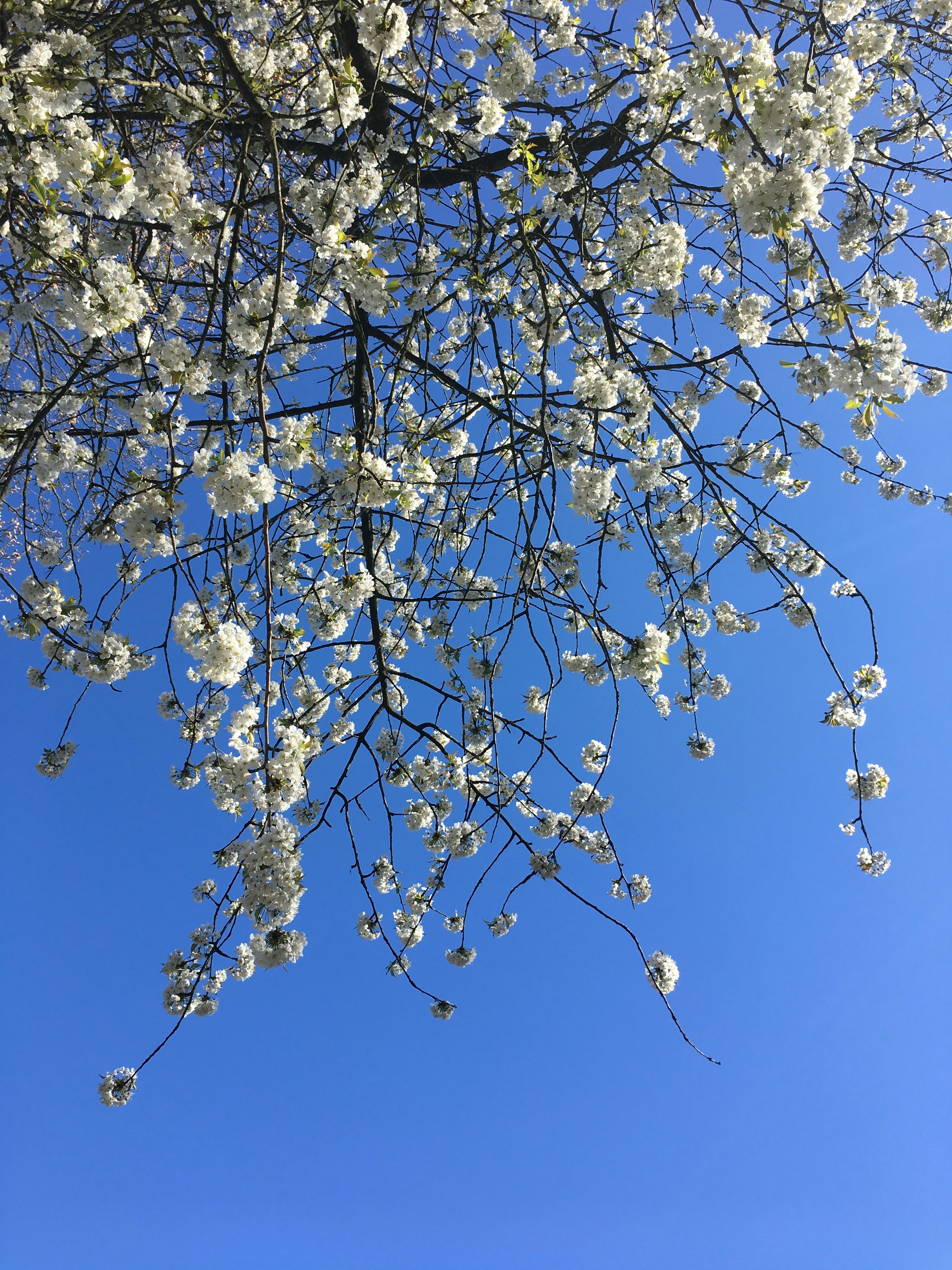 Photo by priyankachechi29