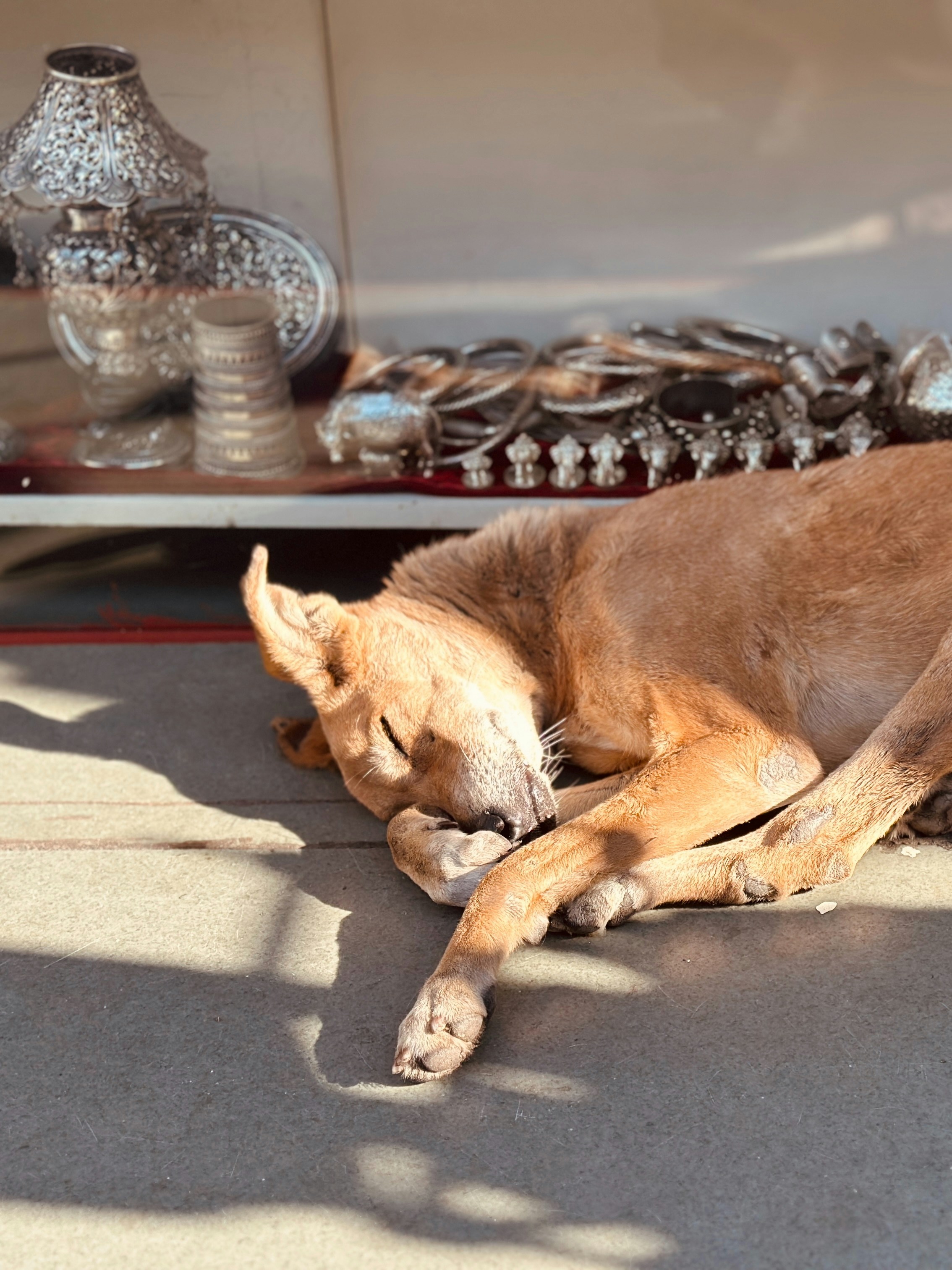 Ortopædisk hundeseng