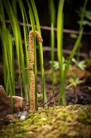 Horsetail