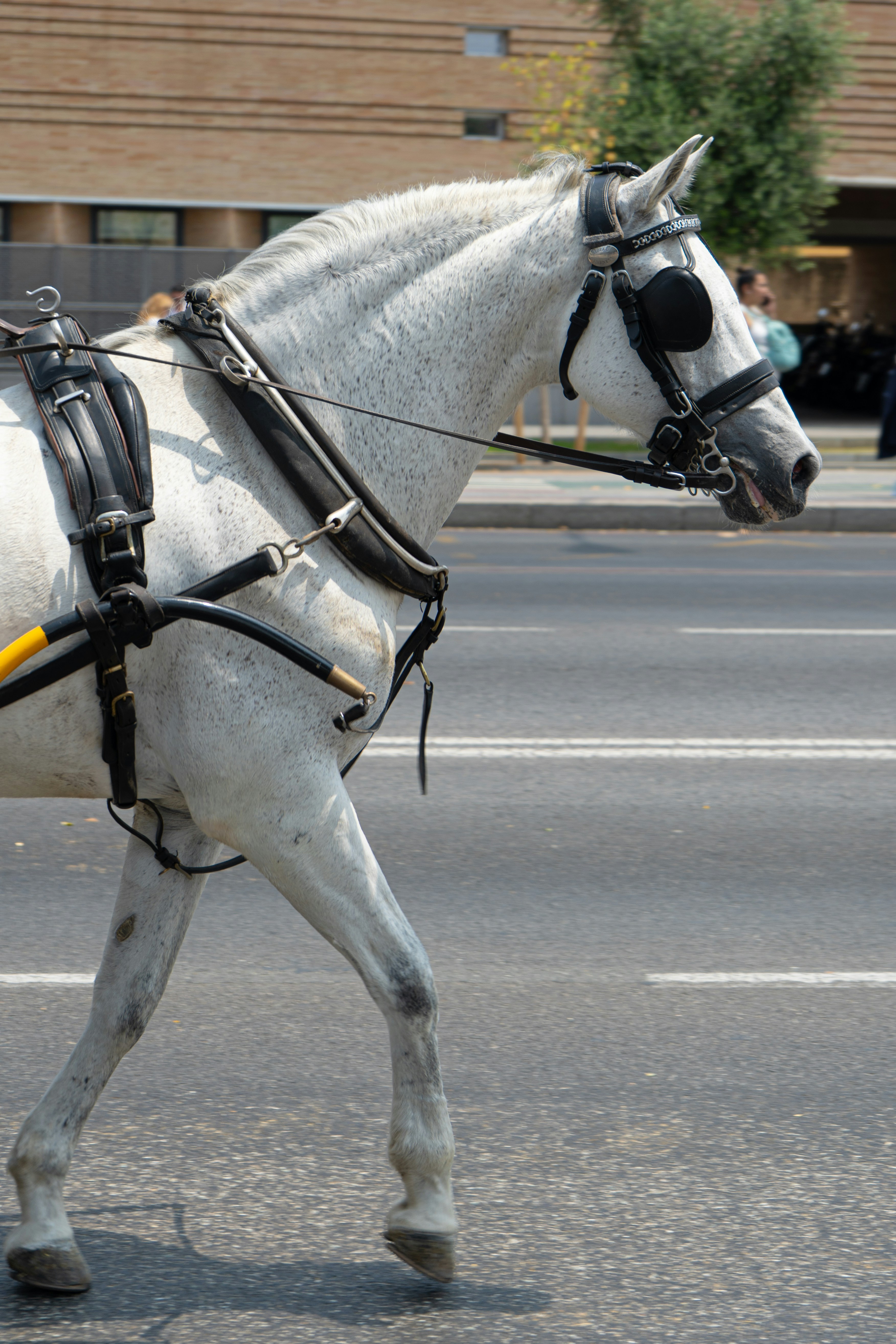 Un caballo blanco con arnés camina por la calle.