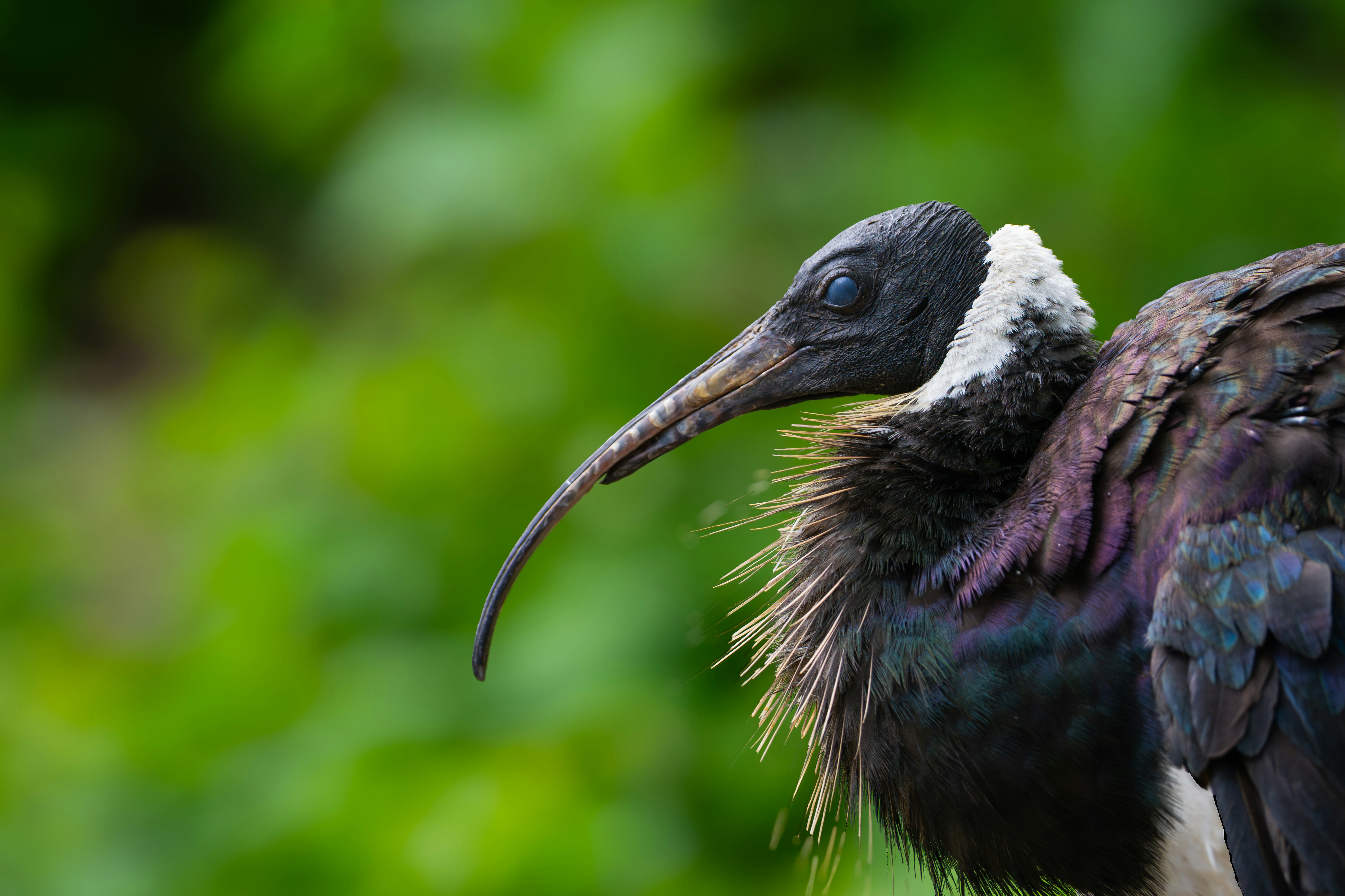 A long-beaked bird stands against green background.