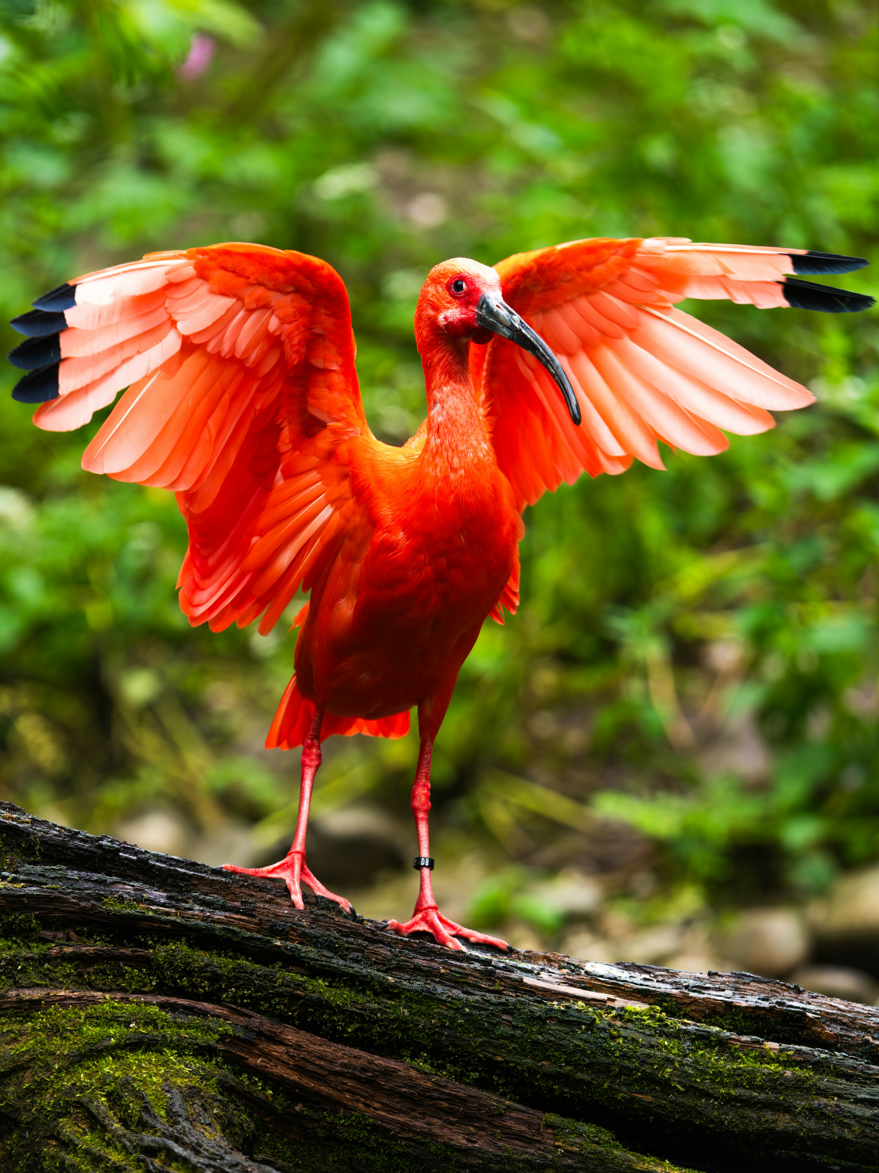A scarlet ibis spreads its vibrant wings.