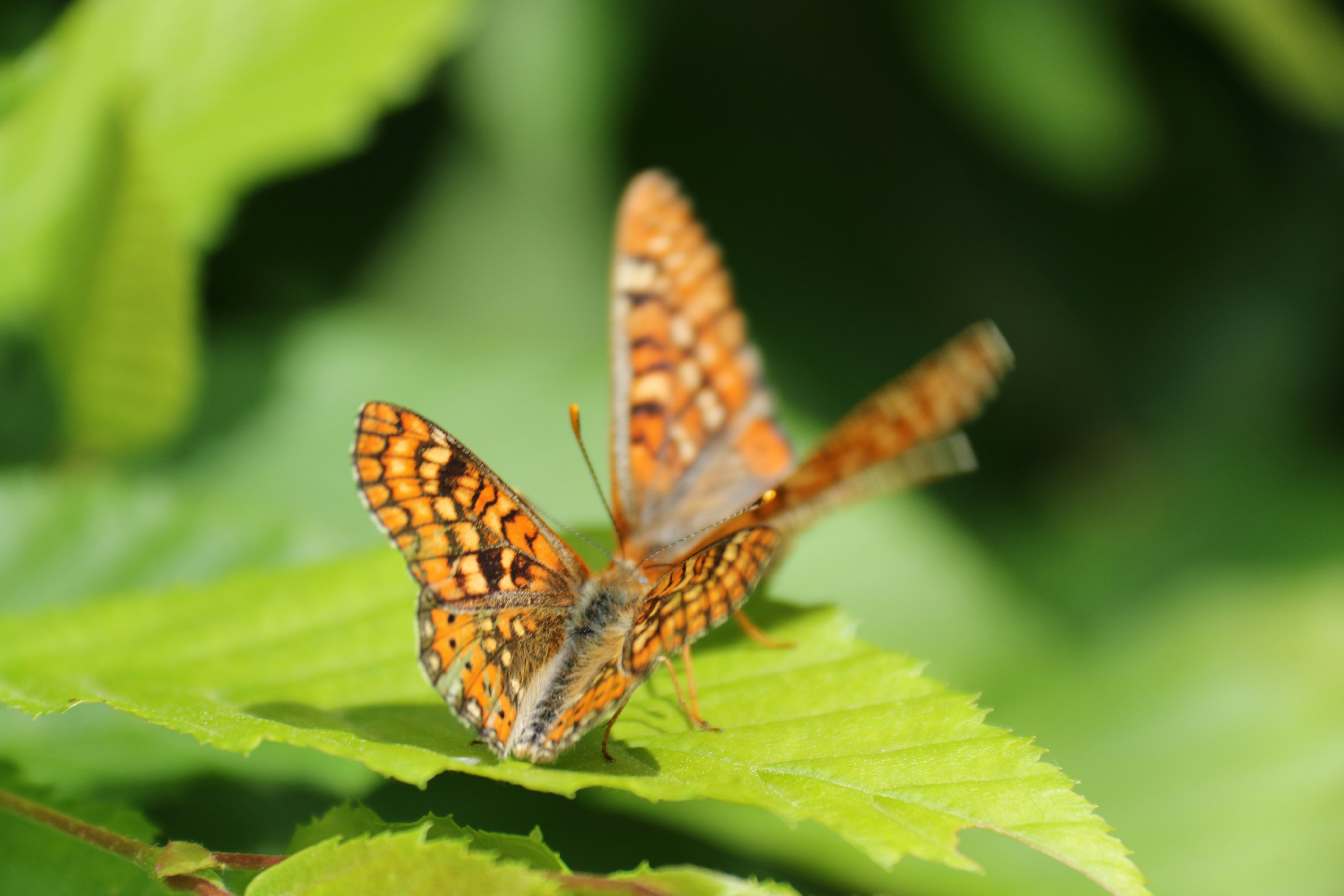 Photo by andreiacunha