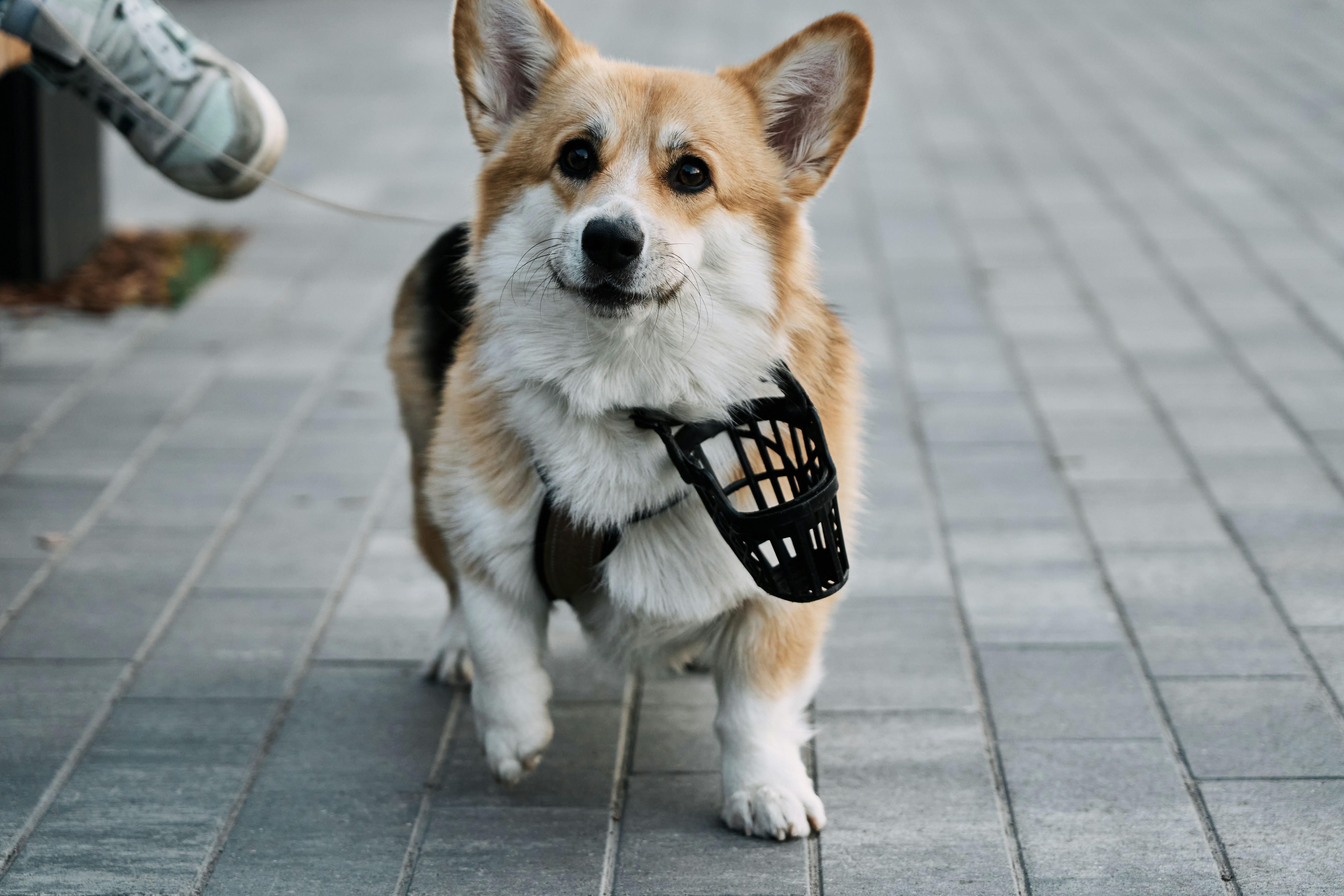 A smiling corgi dog walks with a muzzle