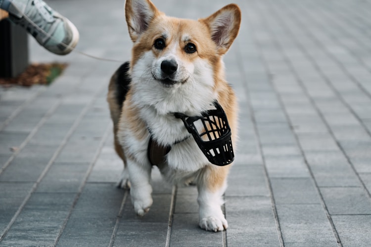Dog running with smart collar